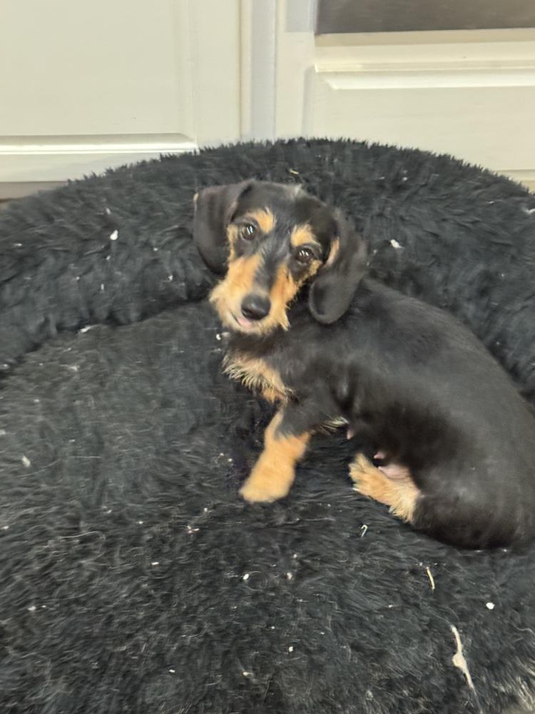 Dachshund- Willow, a Adoptable Dachshund in Omaha, NE image 2/4