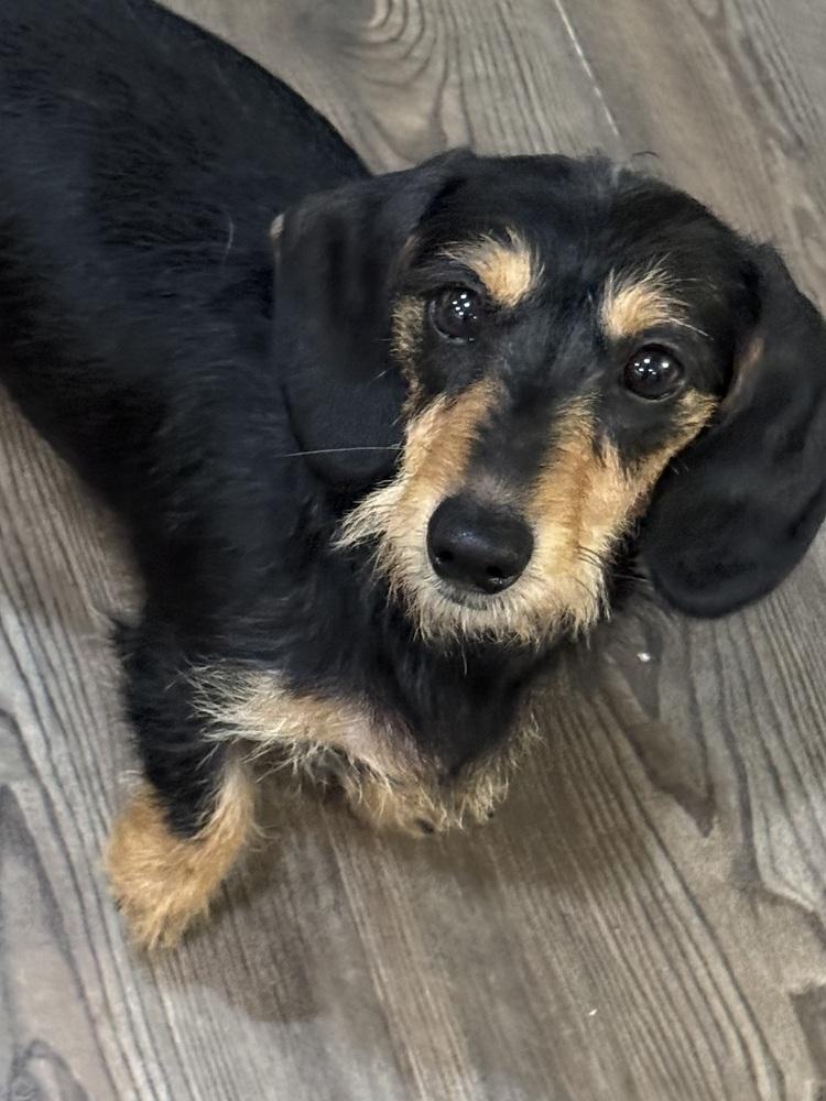 Dachshund- Willow, a Adoptable Dachshund in Omaha, NE image 3/4