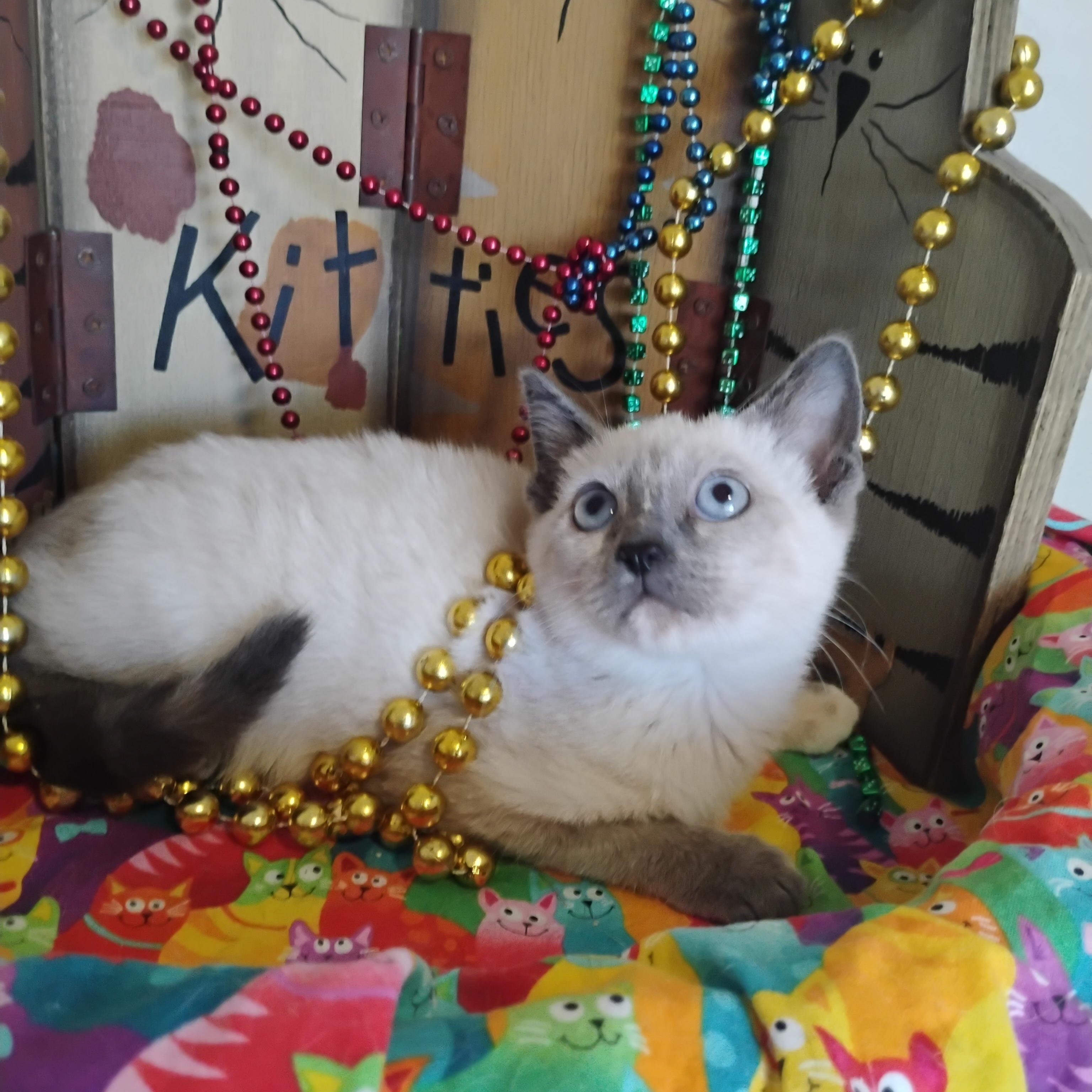 doechii 2lb siamesse F, Adoptable, Kitten Female Siamese.