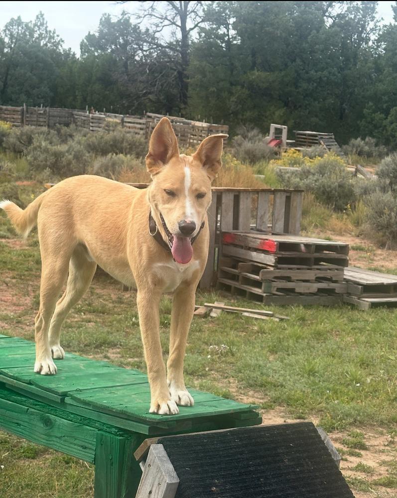Mogli, Adoptable, Adult Male Labrador Retriever.