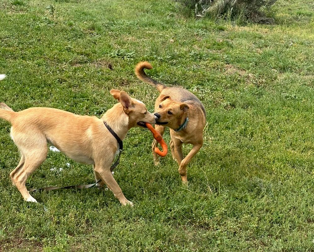 Enlarge Mogli, a Adoptable mixed breed in Lafayette, CO image 2/3