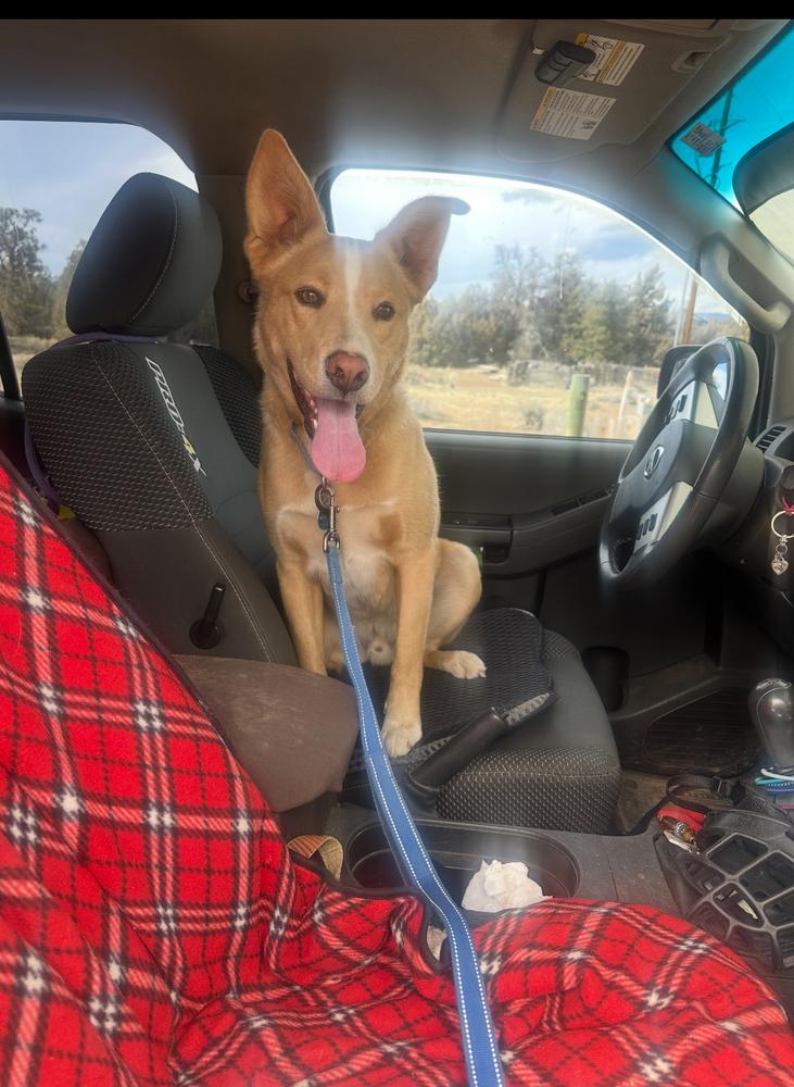 Enlarge Mogli, a Adoptable mixed breed in Lafayette, CO image 3/3