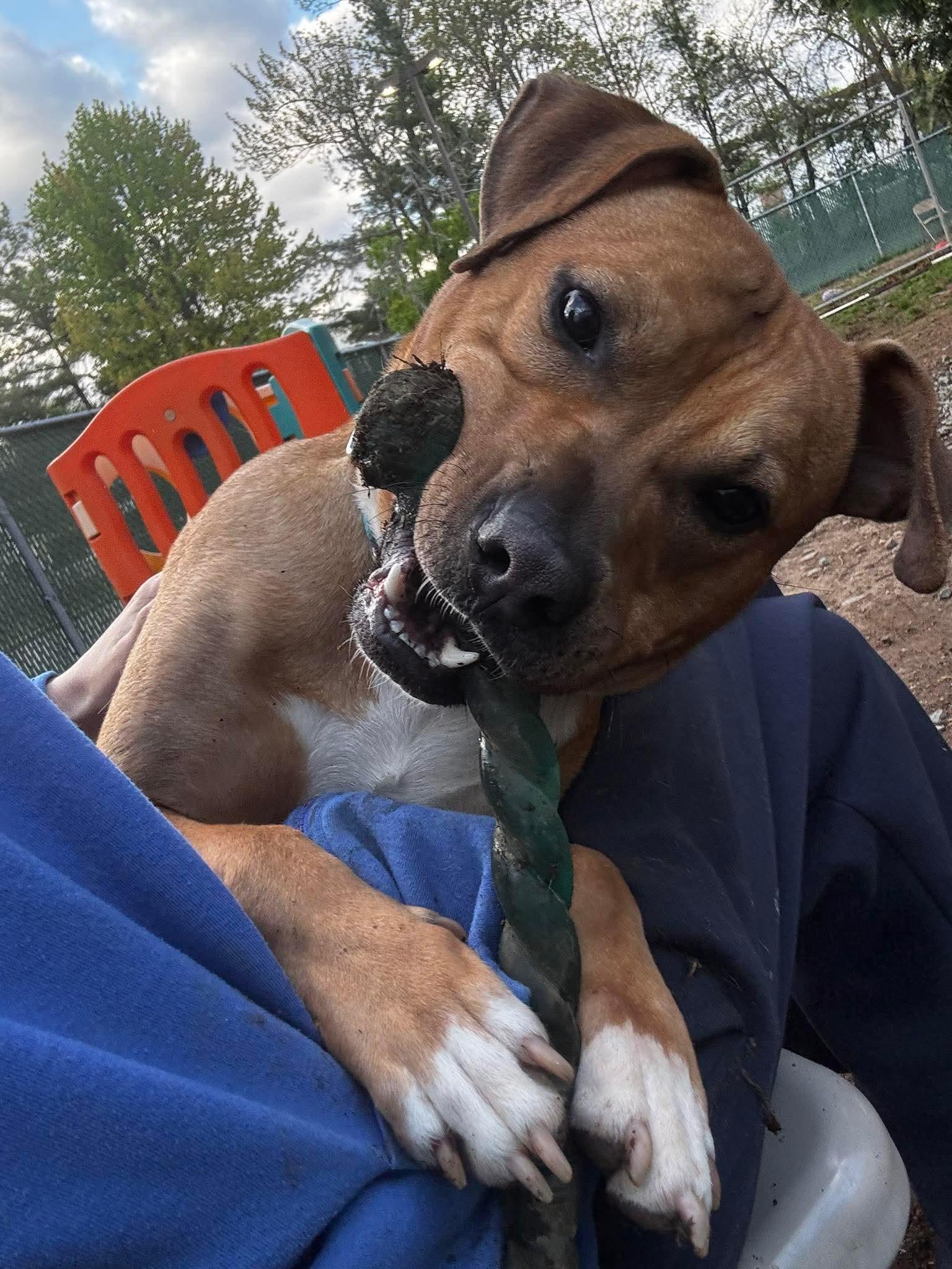 Enlarge Bodhi (Foster or Adopter Needed!), a Adoptable Pit Bull Terrier in Westwood, NJ image 2/3