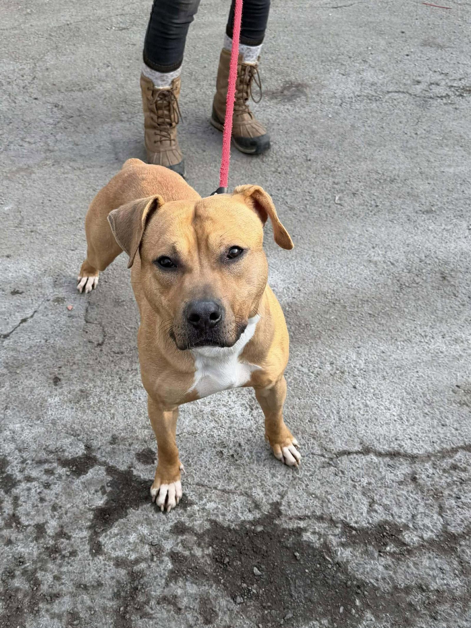 Enlarge Bodhi (Foster or Adopter Needed!), a Adoptable Pit Bull Terrier in Westwood, NJ image 3/3