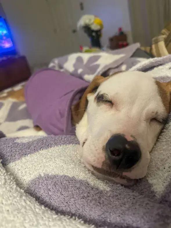 Enlarge Presley, a Adoptable mixed breed in Grand Rapids, MI image 1/6