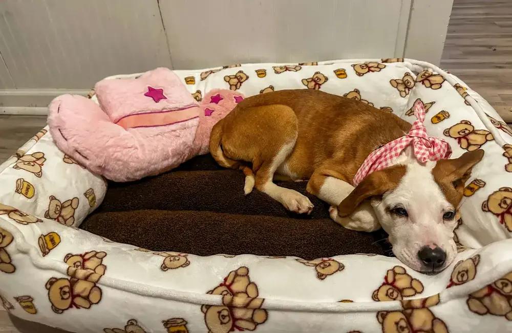 Enlarge Presley, a Adoptable mixed breed in Grand Rapids, MI image 2/6