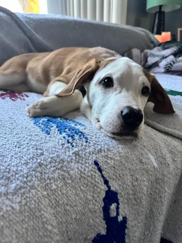 Enlarge Presley, a Adoptable mixed breed in Grand Rapids, MI image 4/6