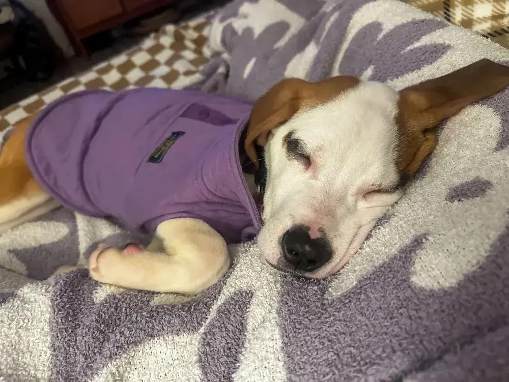 Enlarge Presley, a Adoptable mixed breed in Grand Rapids, MI image 6/6