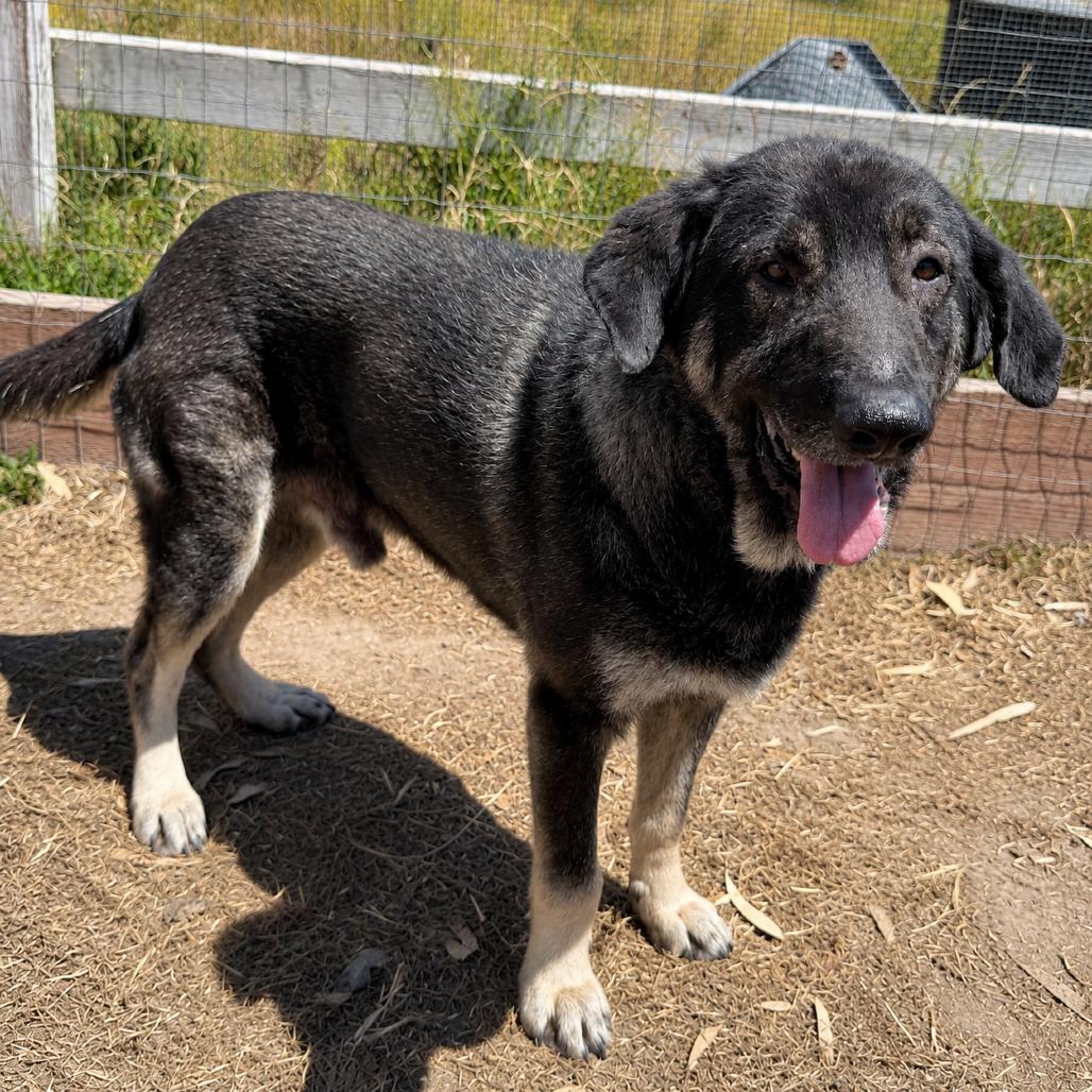 Gabriel, a Adoptable Labrador Retriever in Sonoma, CA image 2/3