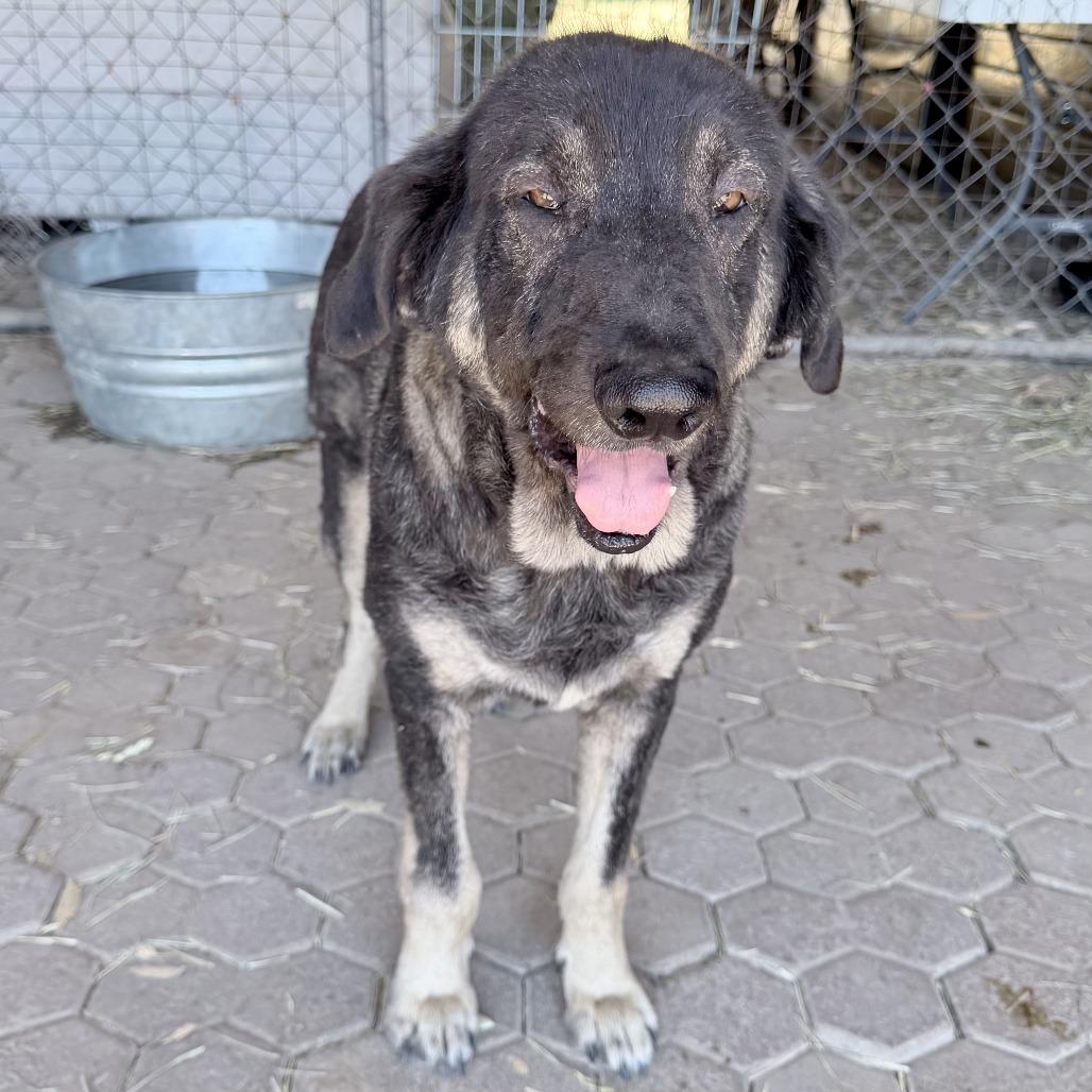 Gabriel, a Adoptable Labrador Retriever in Sonoma, CA image 3/3