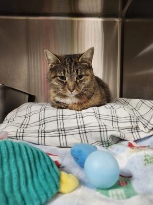 Griptape, adoptable, Young Female Domestic Short Hair.