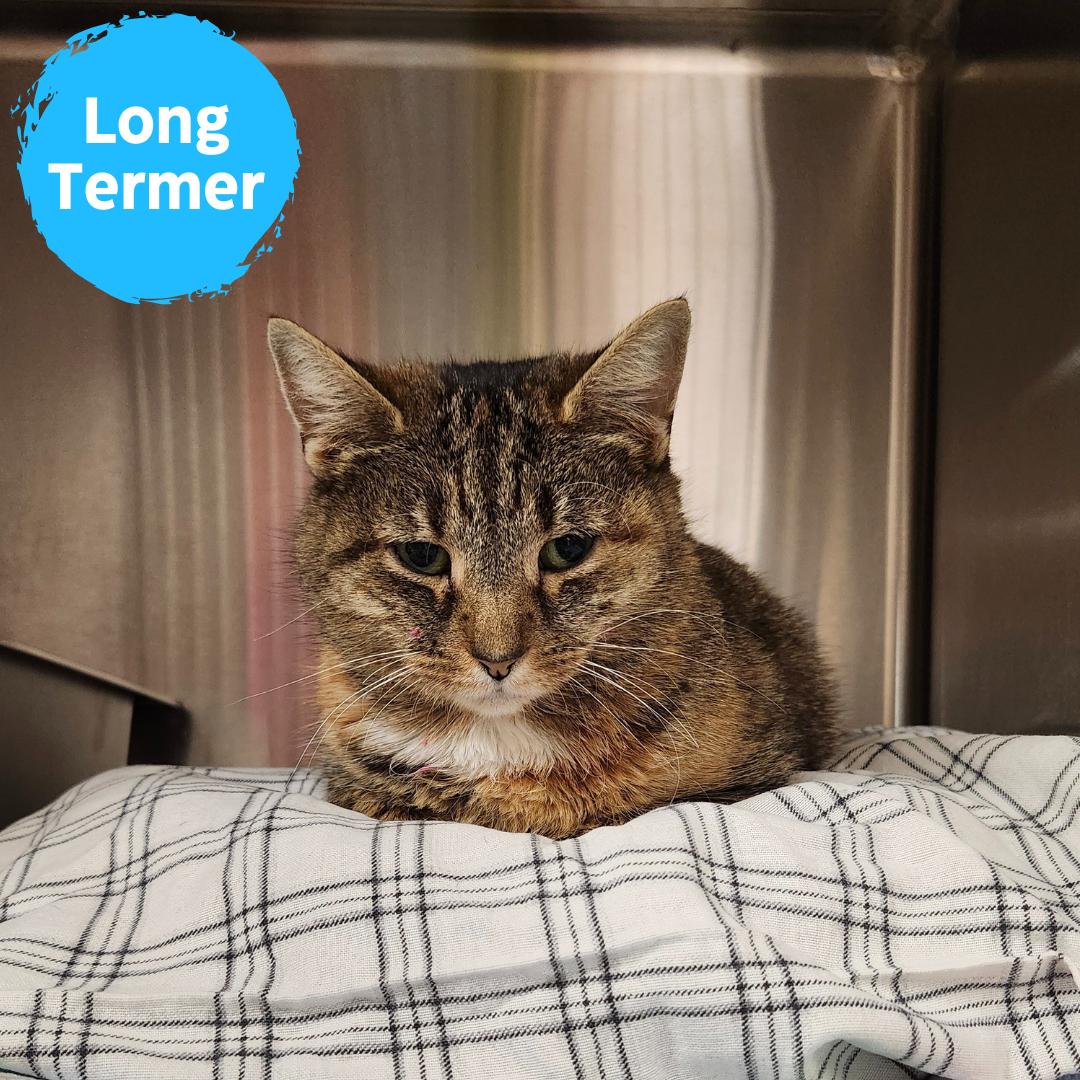 Griptape (In Foster), adoptable, Adult Female Domestic Short Hair.