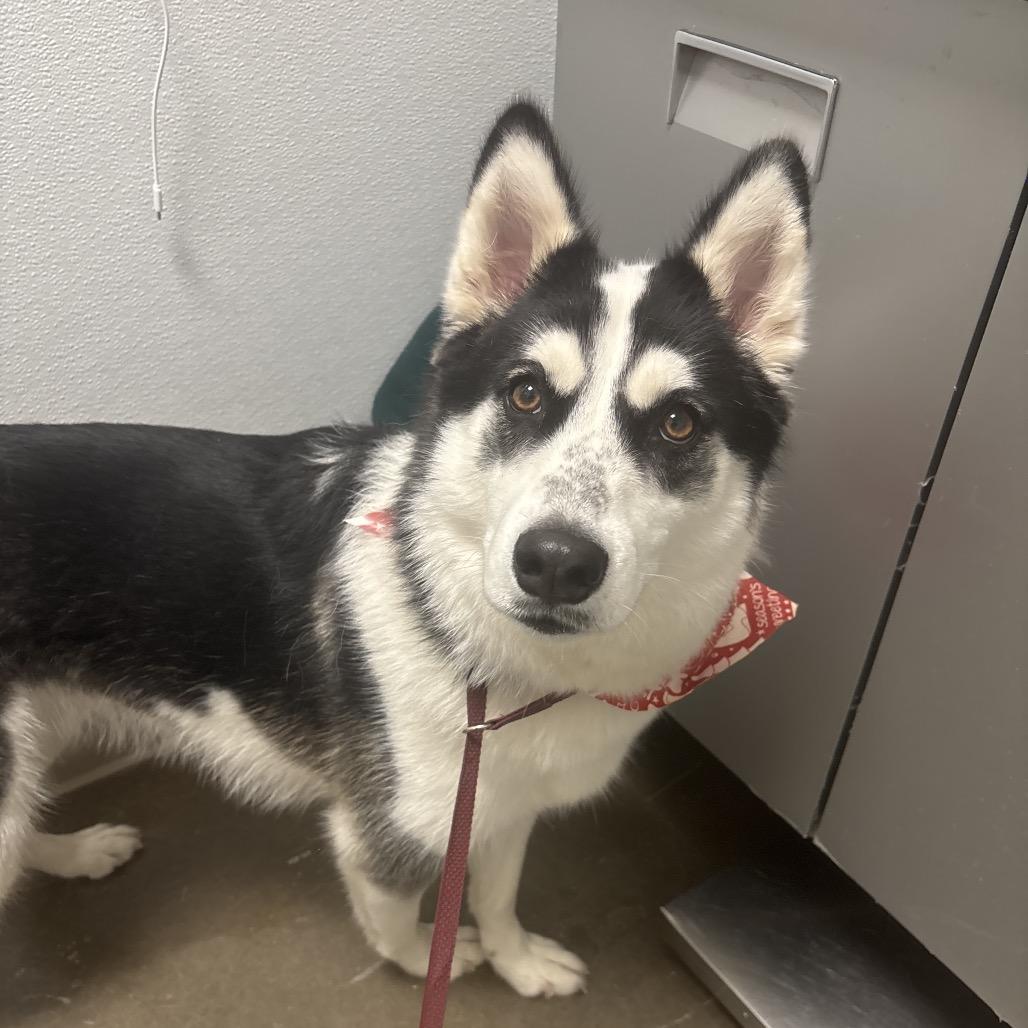 Enlarge Luna, a Adoptable Husky in Tulsa, OK image 1/6