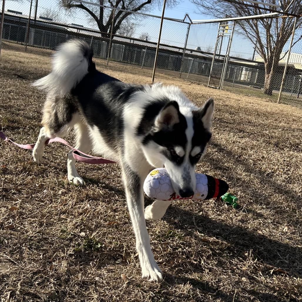 Enlarge Luna, a Adoptable Husky in Tulsa, OK image 2/6