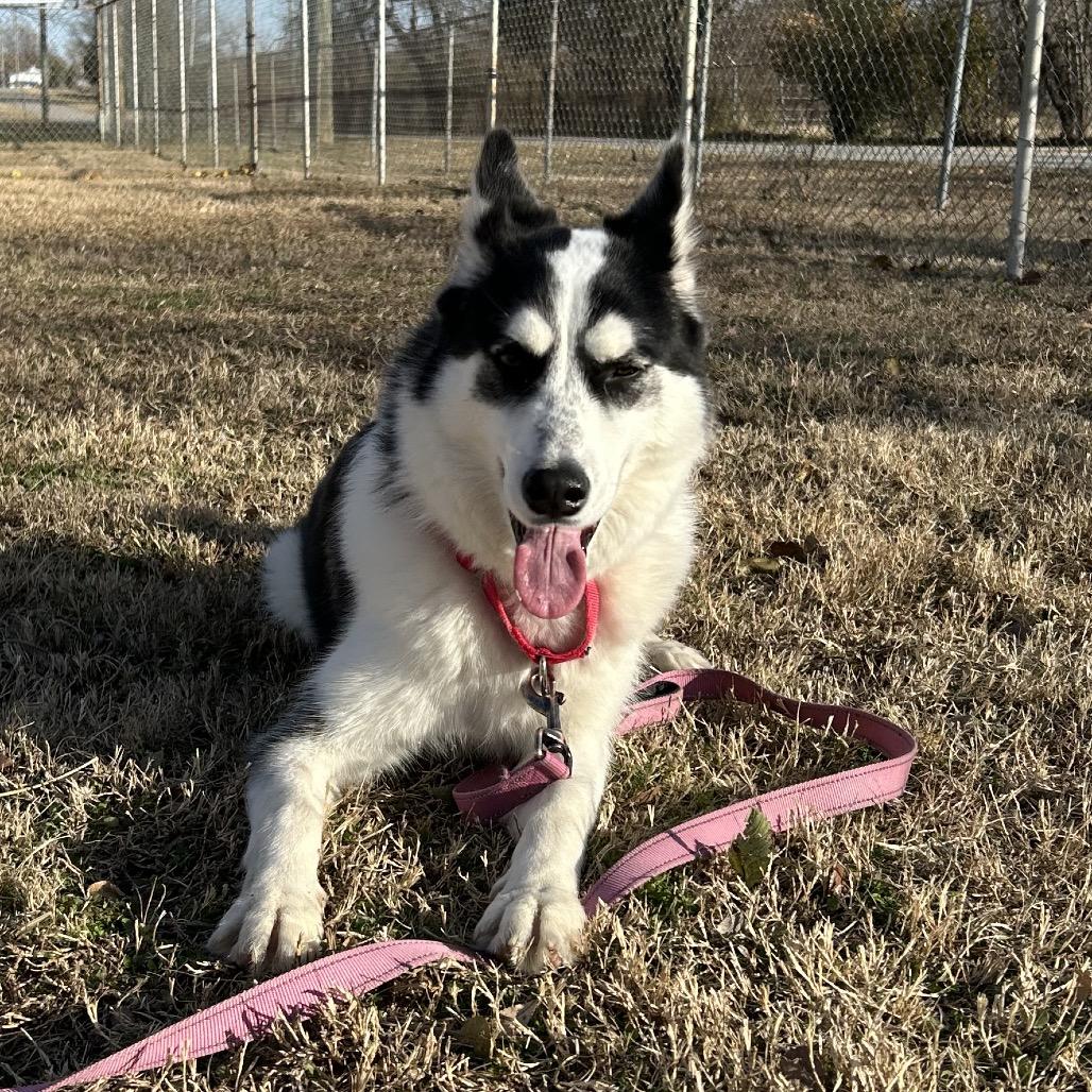 Enlarge Luna, a Adoptable Husky in Tulsa, OK image 3/6