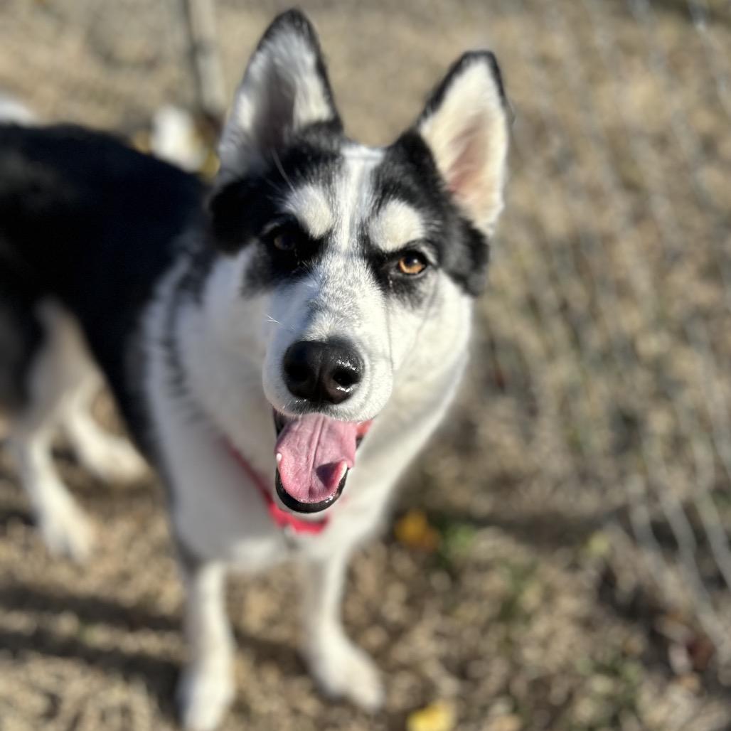 Enlarge Luna, a Adoptable Husky in Tulsa, OK image 5/6