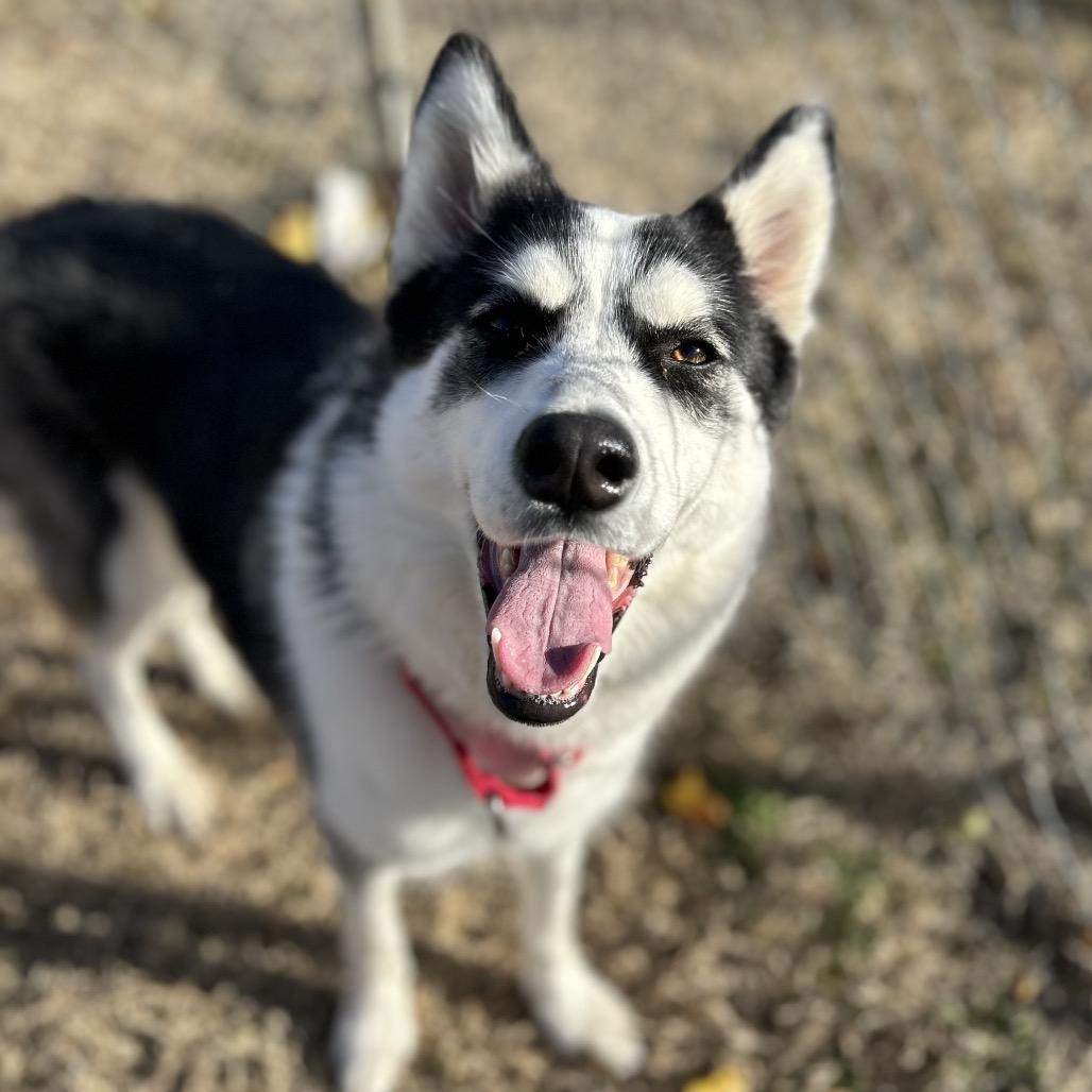 Enlarge Luna, a Adoptable Husky in Tulsa, OK image 6/6