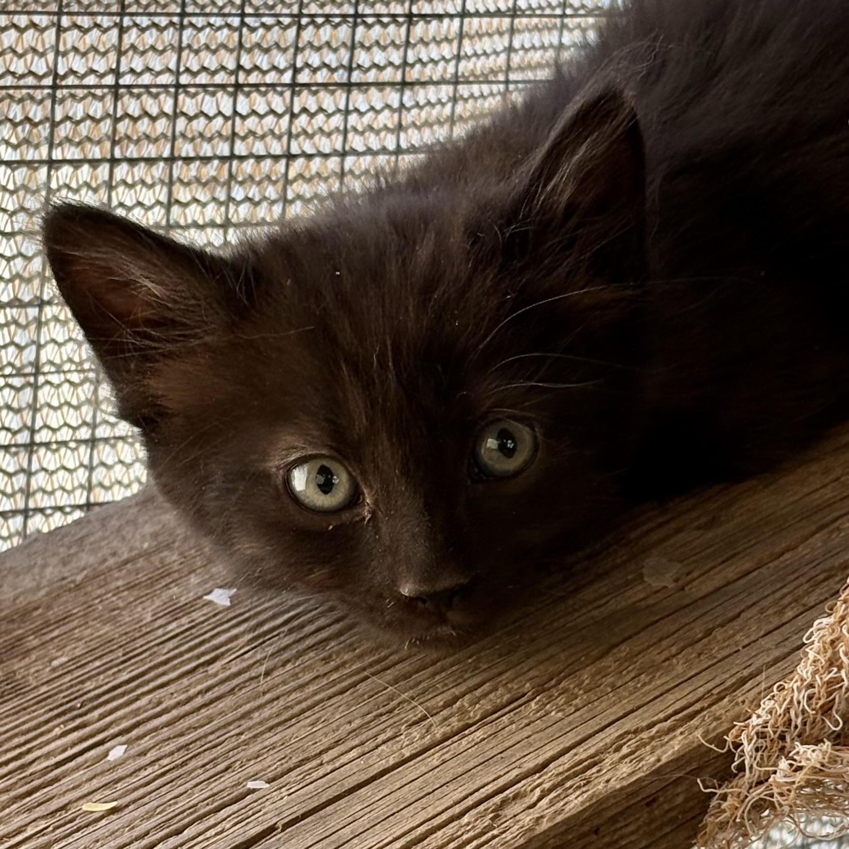 Enlarge Nube, a Adoptable Domestic Short Hair in Oracle, AZ image 3/4