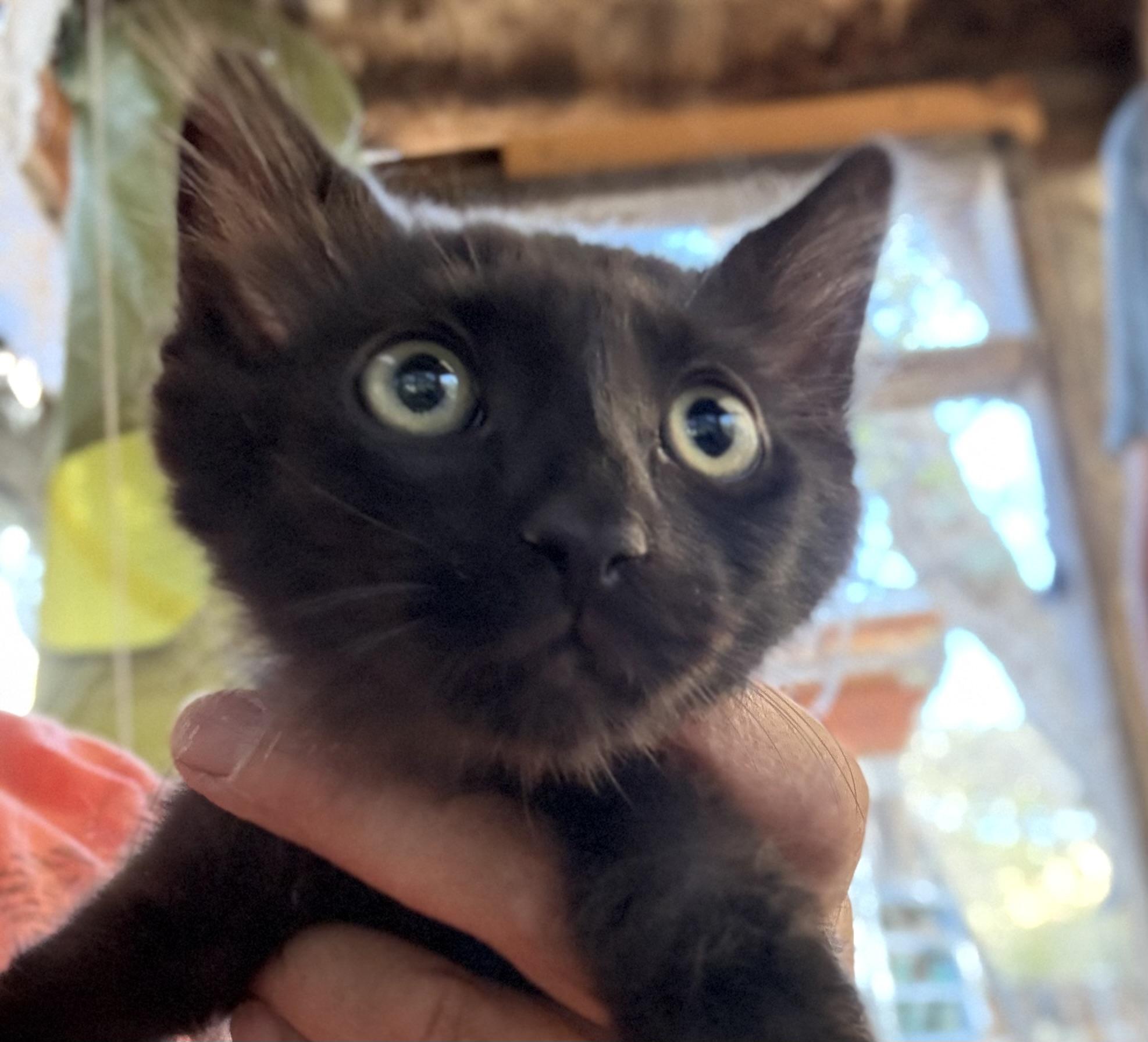 Enlarge Nube, a Adoptable Domestic Short Hair in Oracle, AZ image 4/4