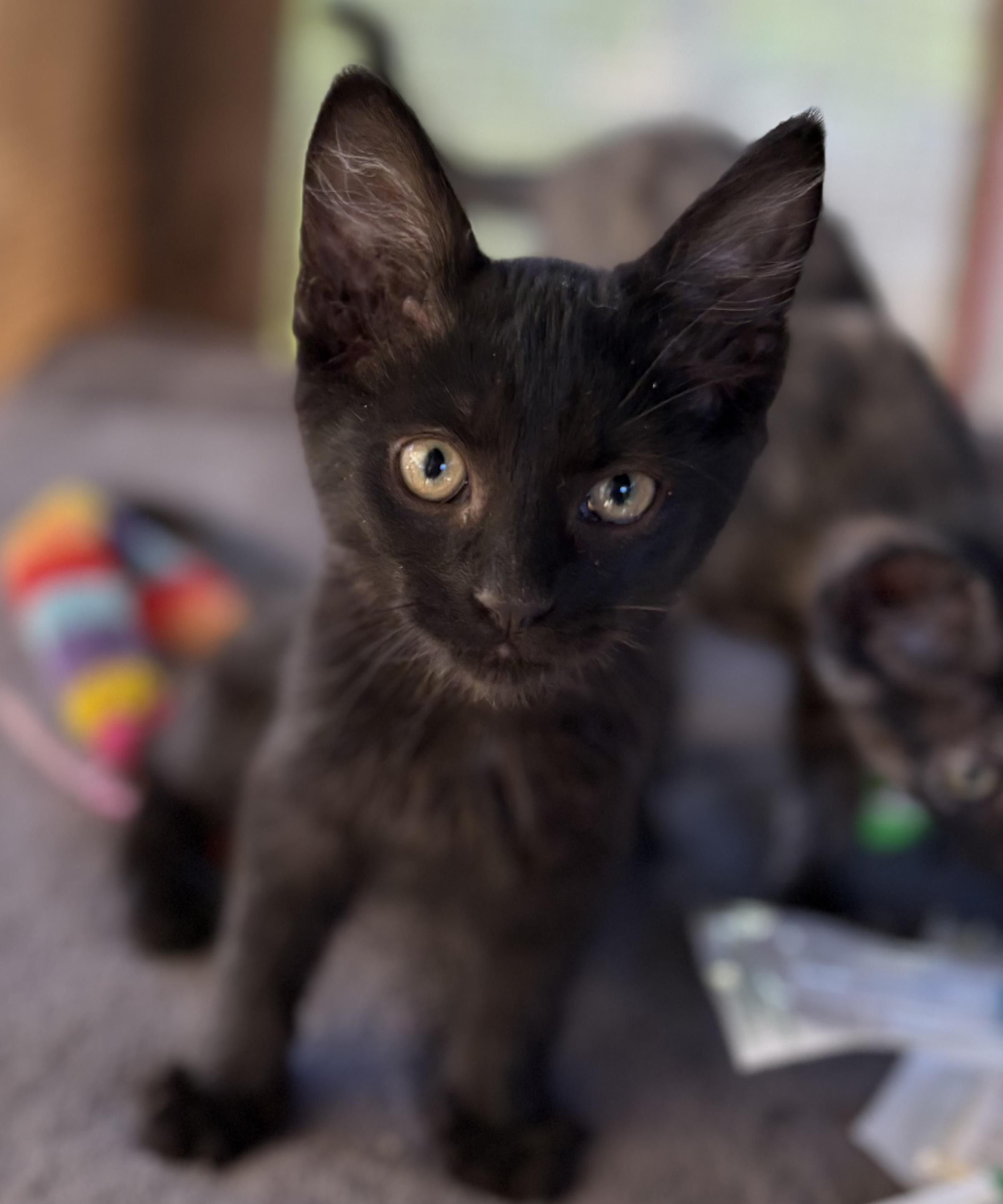 Nube, Adoptable, Young Female Domestic Short Hair.