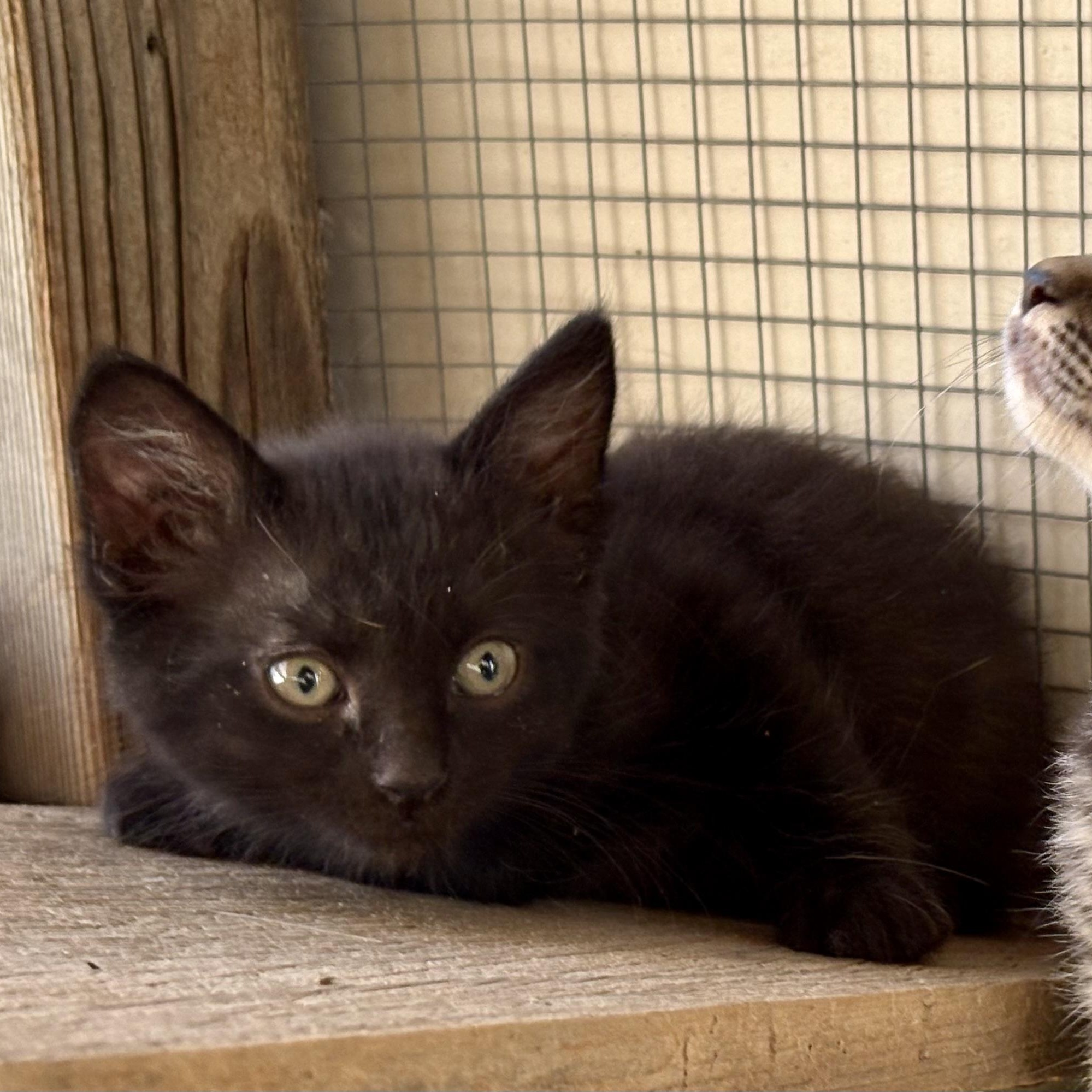 Enlarge Nube, a Adoptable Domestic Short Hair in Oracle, AZ image 2/4