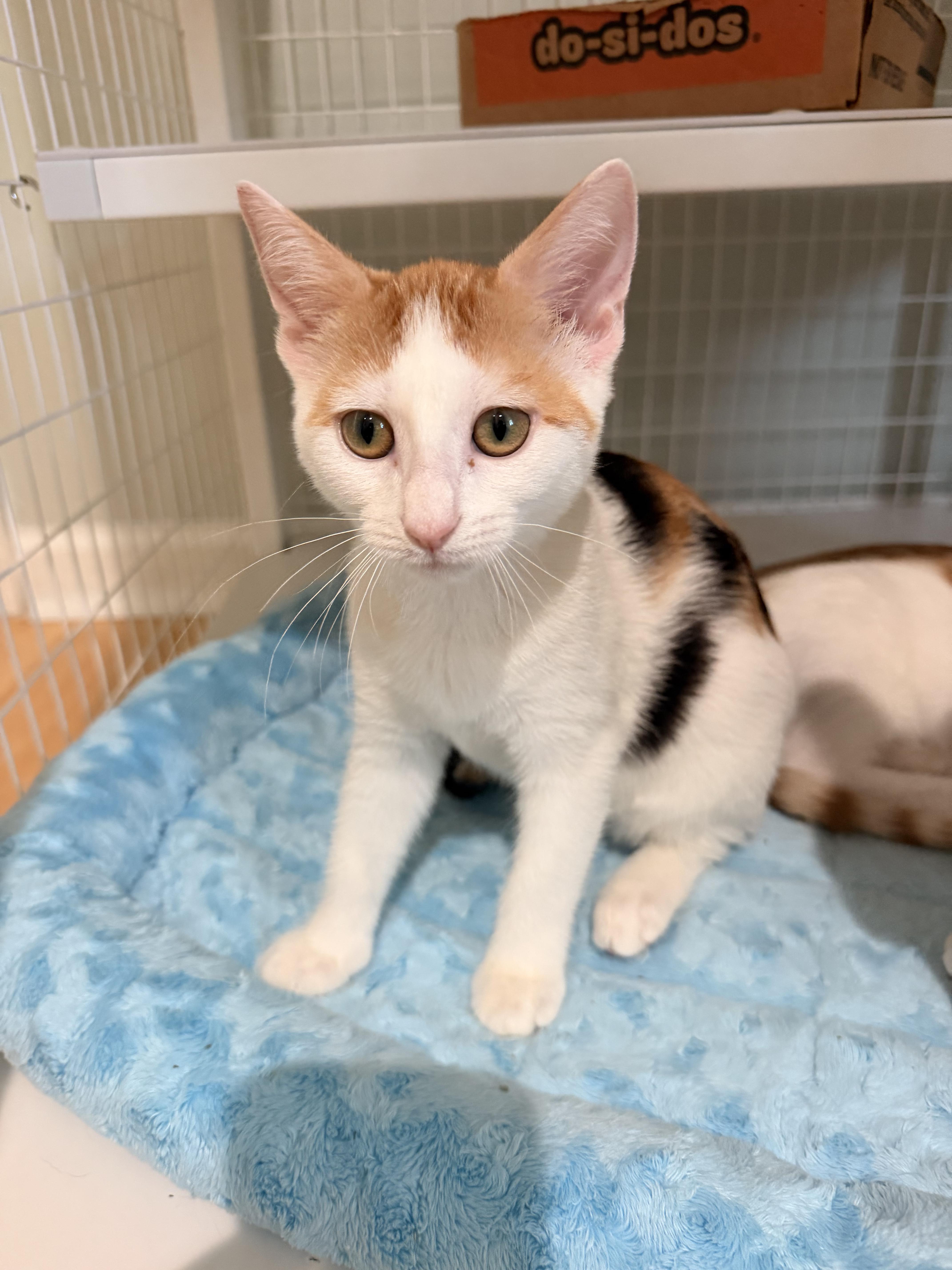 Seashell, ADOPTABLE, Kitten Female Calico.