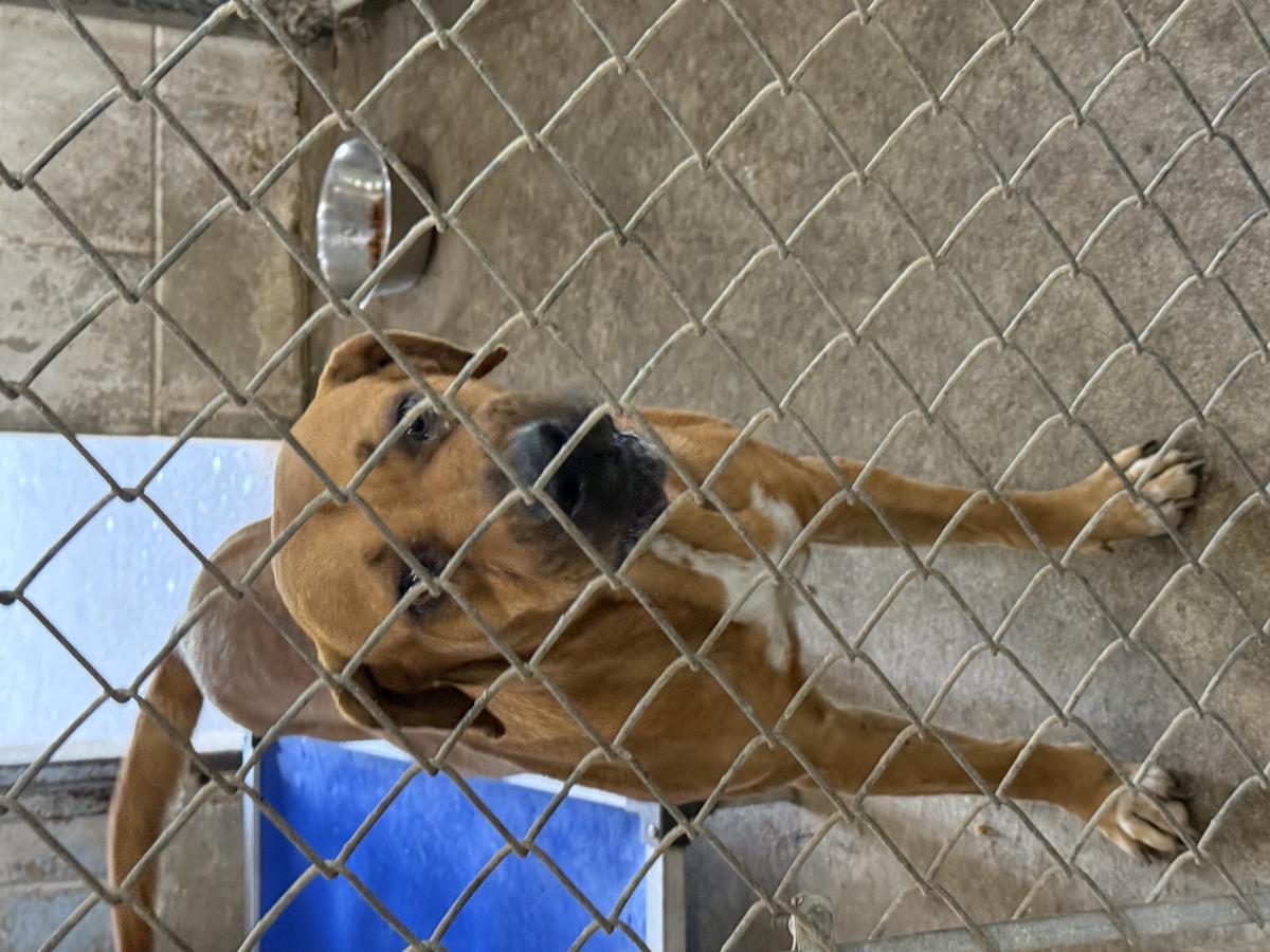 Ashley, Adoptable, Young Female Black Mouth Cur.
