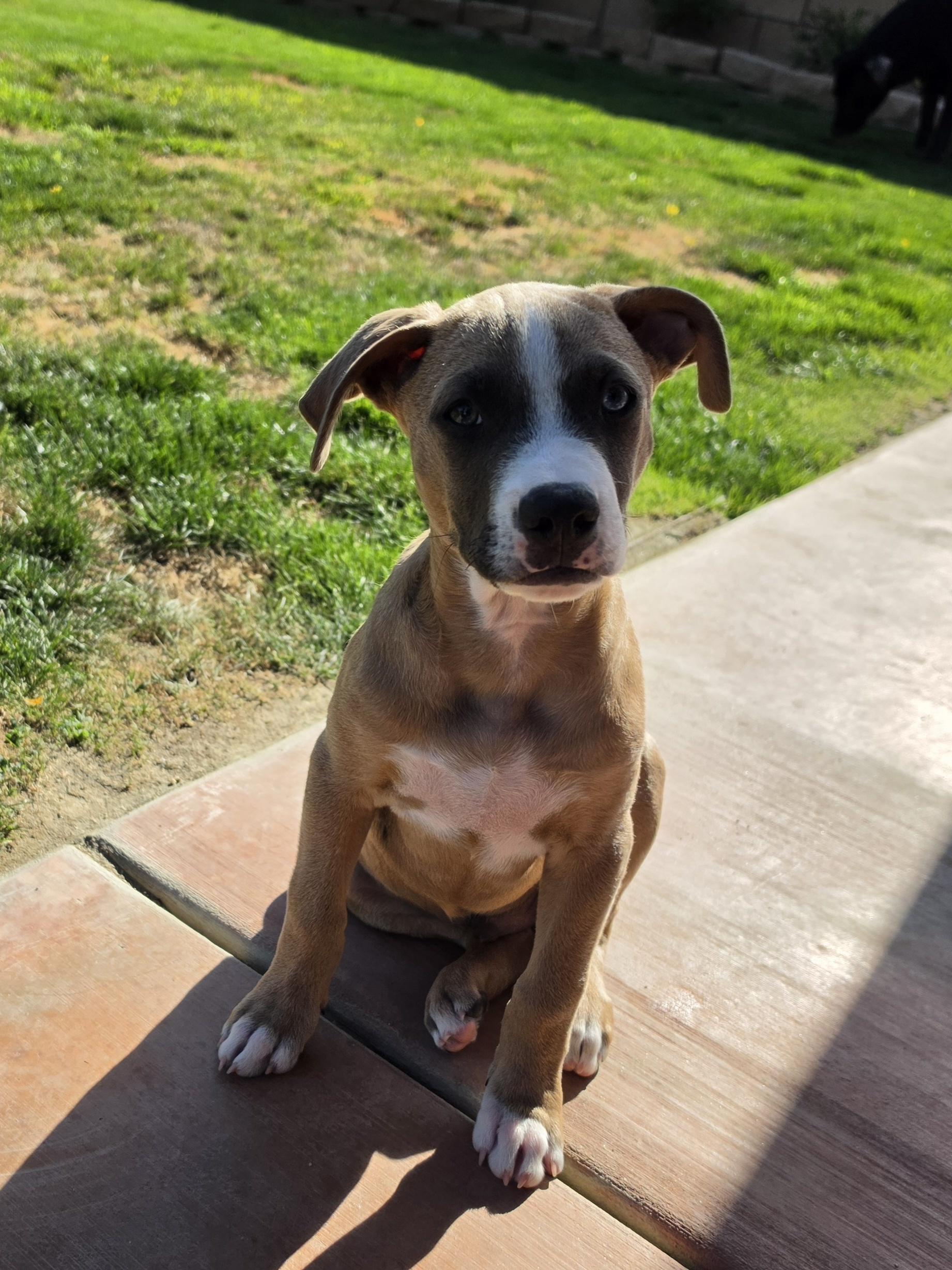 Enlarge Oatley, a Adoptable mixed breed in Palm Desert, CA image 3/4