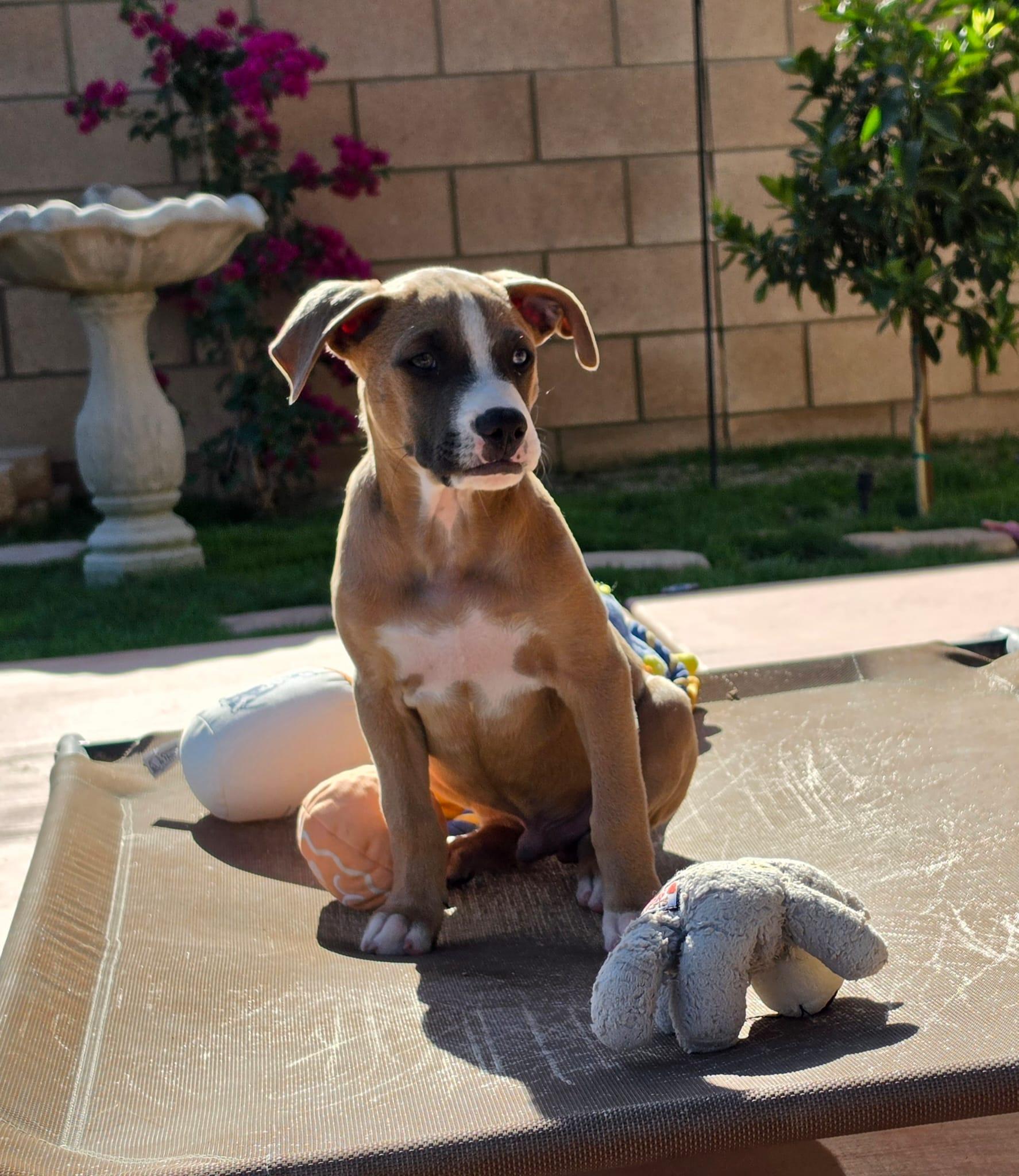 Oatley, Adoptable, Young Male Boxer & American Staffordshire Terrier.