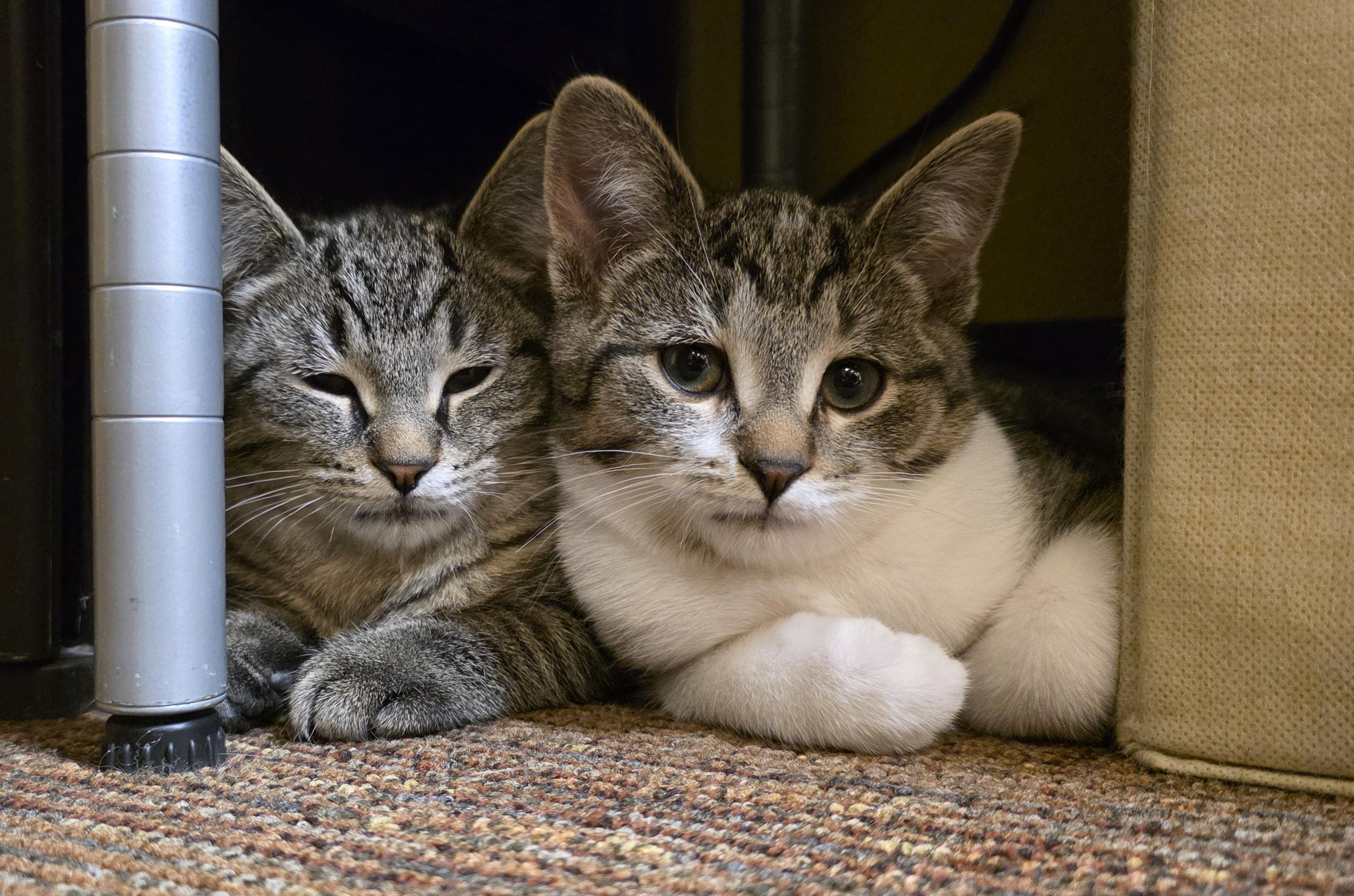 Merlot, a Adoptable Domestic Short Hair image 1/3