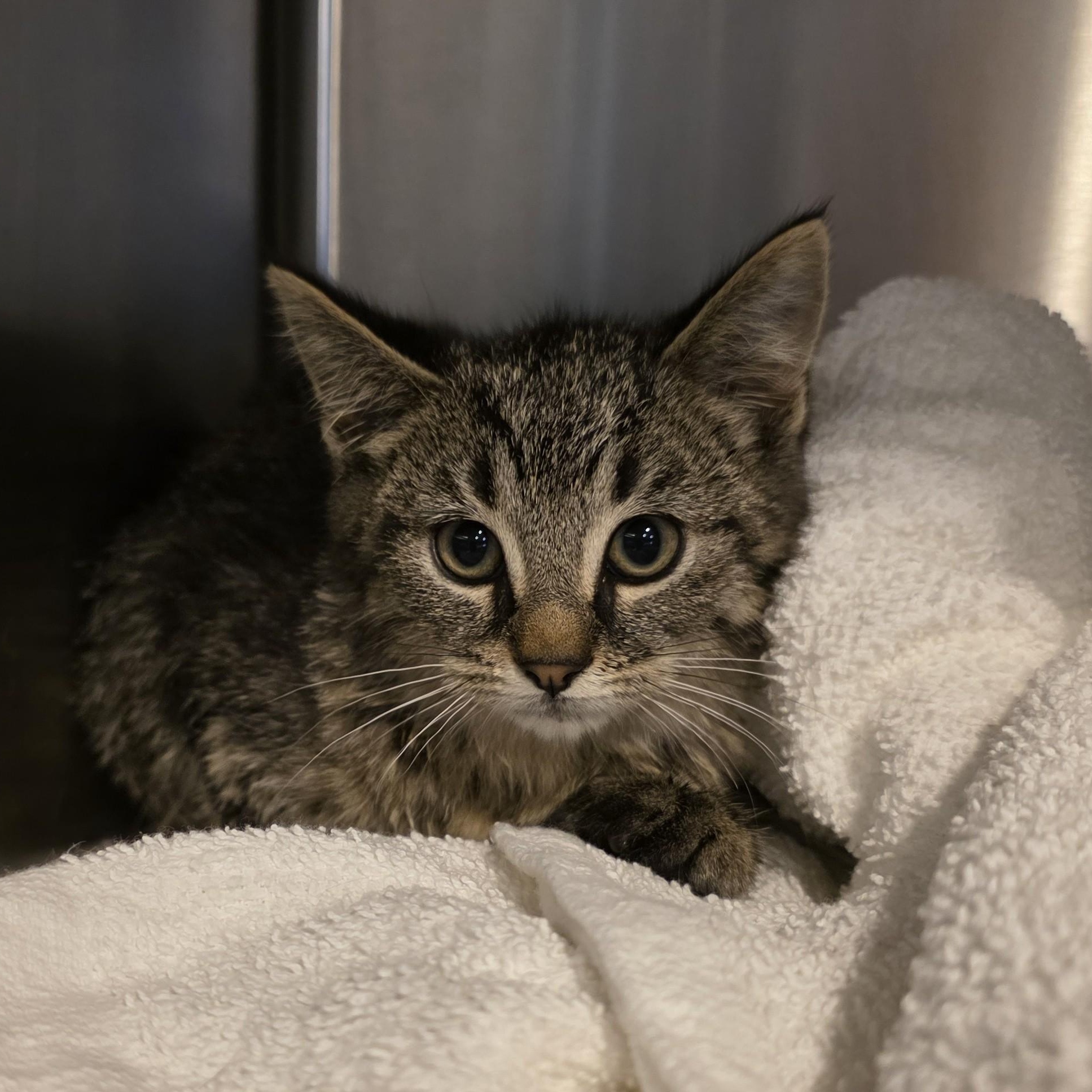 Merlot, a Adoptable Domestic Short Hair image 3/3