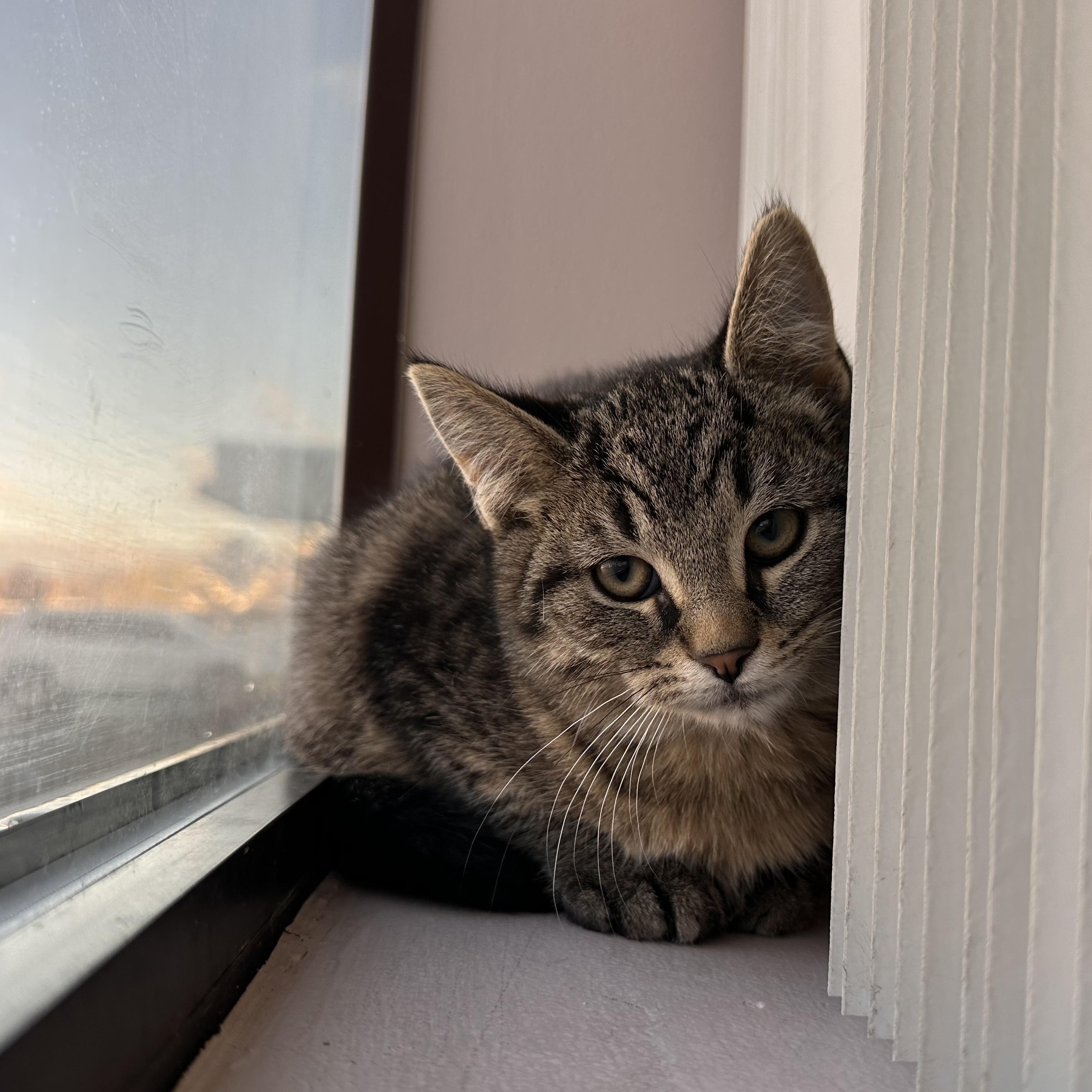 Merlot, Adoptable, Kitten Male Domestic Short Hair.