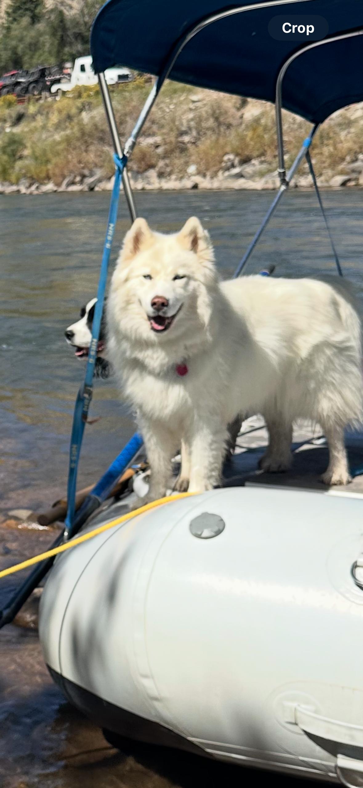 Oso, a ADOPTABLE Siberian Husky in Fort Collins, CO image 3/3
