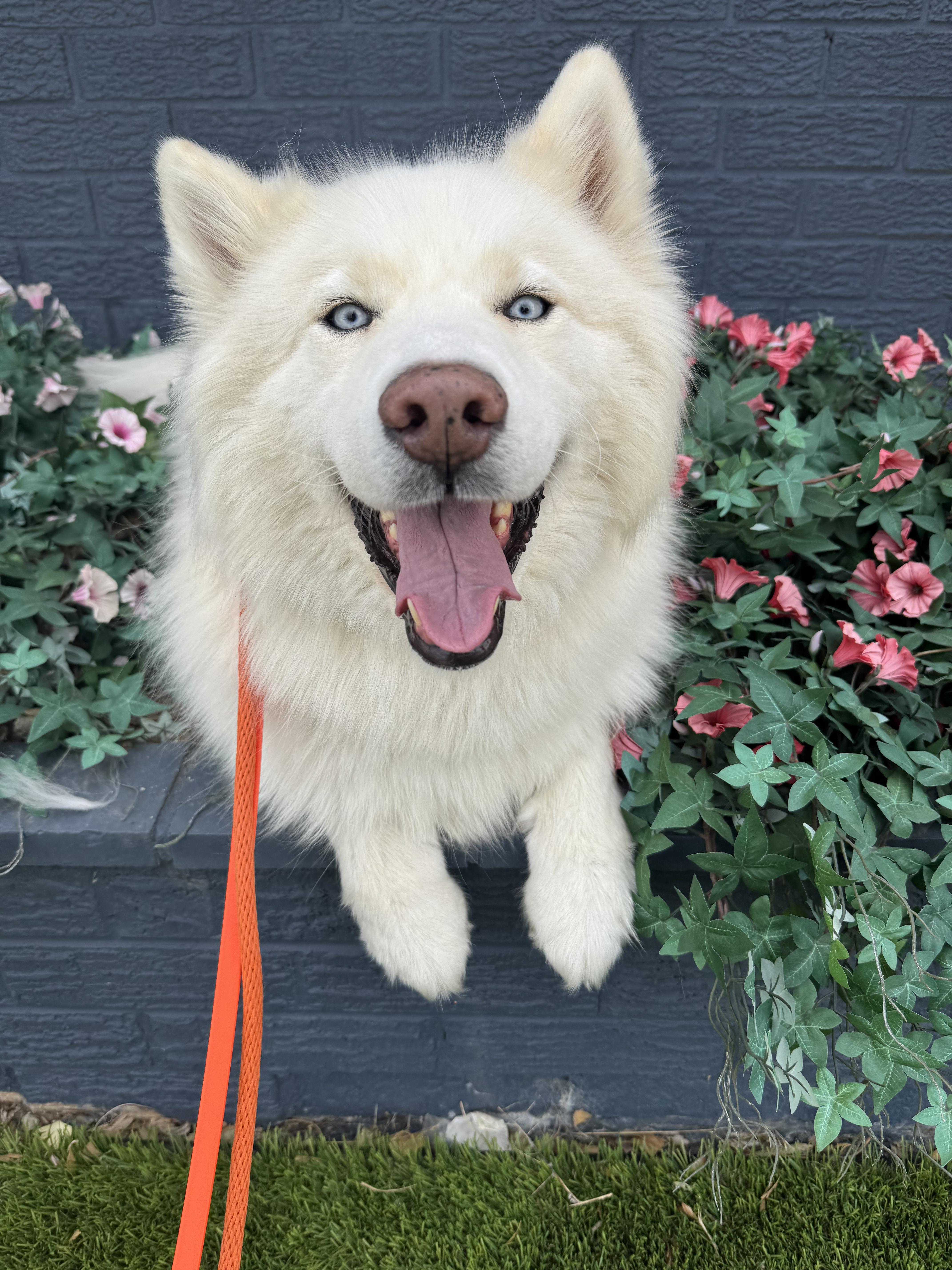 Oso, a ADOPTABLE Siberian Husky in Fort Collins, CO image 1/3