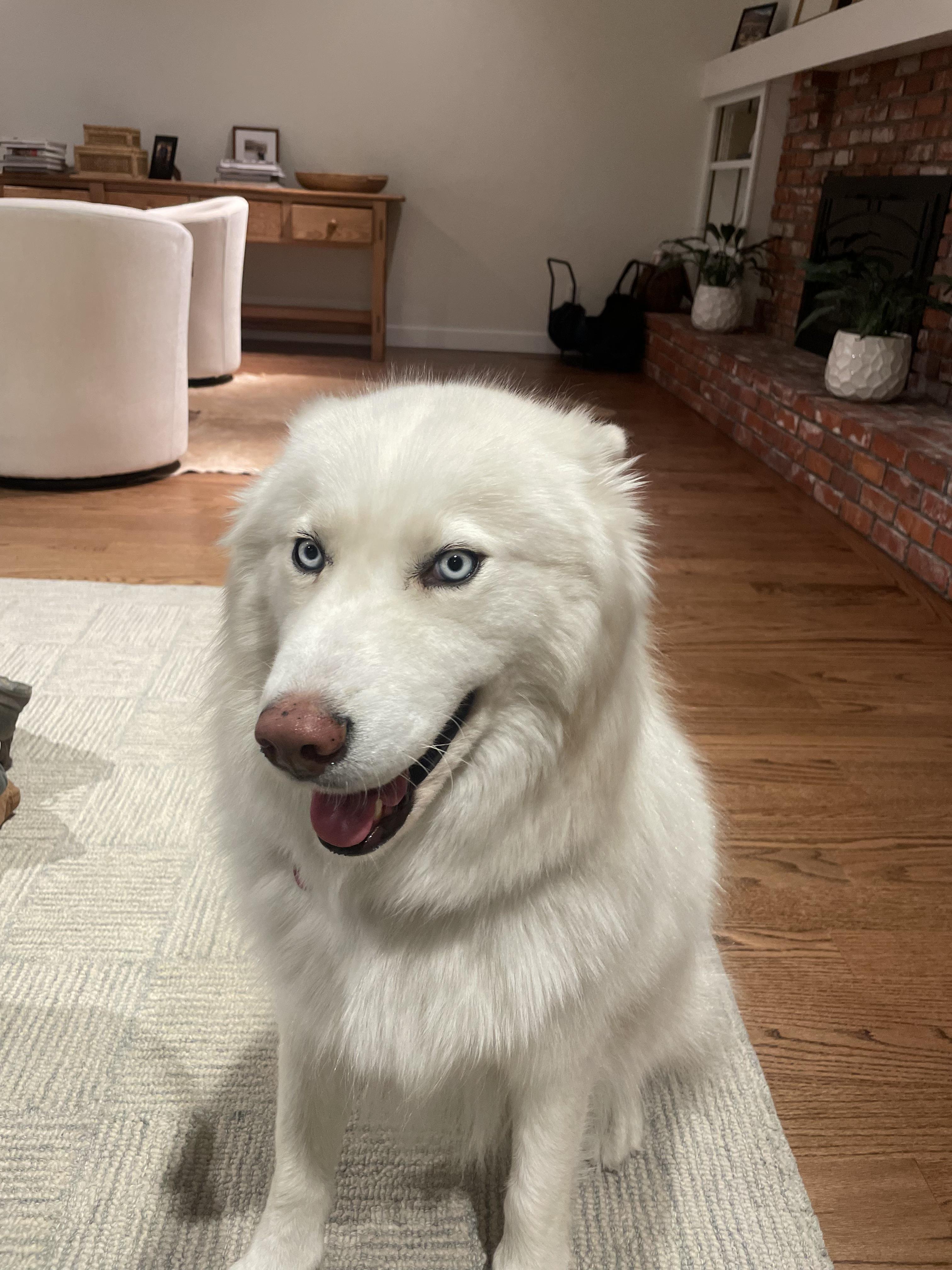 Oso, a ADOPTABLE Siberian Husky in Fort Collins, CO image 2/3