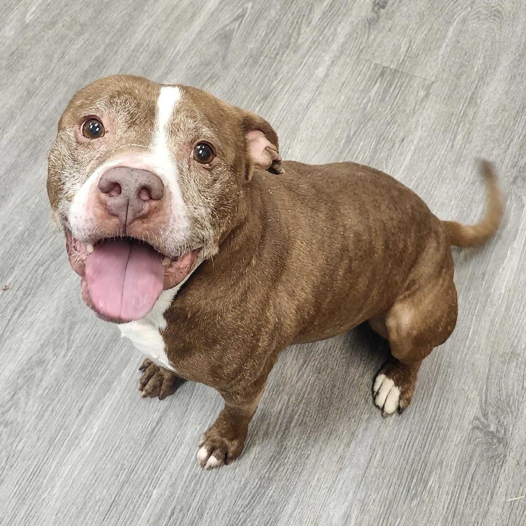 Theodore, Adoptable, Adult Male Pit Bull Terrier & Mixed Breed.