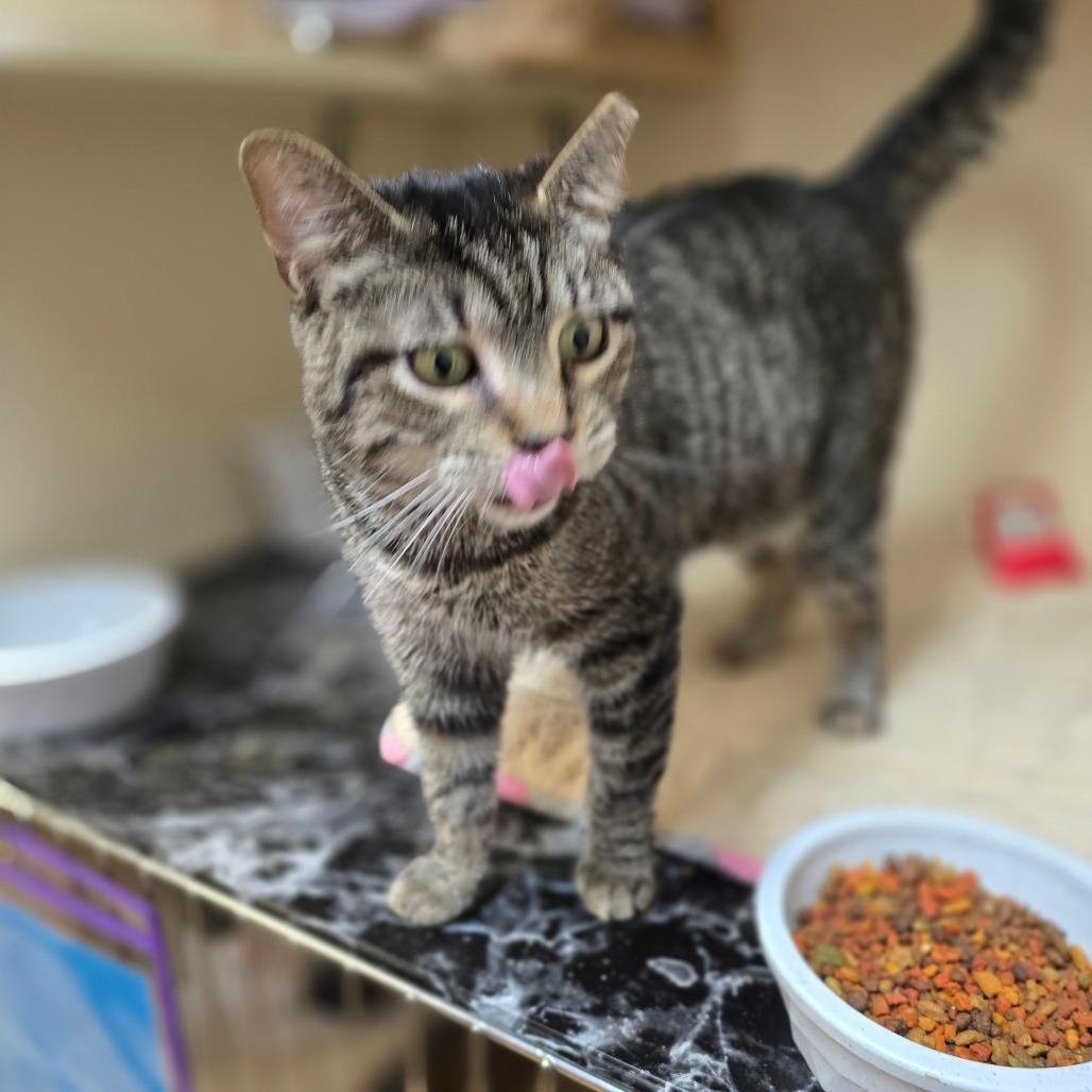 Ms Kitty — thumbnail 2