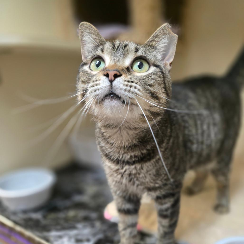 Ms Kitty — thumbnail 3