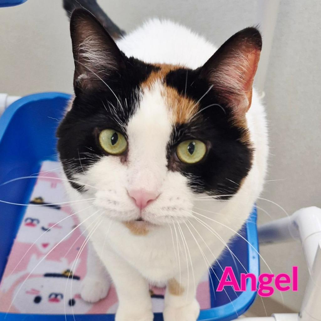Enlarge Angel, a Adoptable mixed breed in North Saint Paul, MN image 1/1