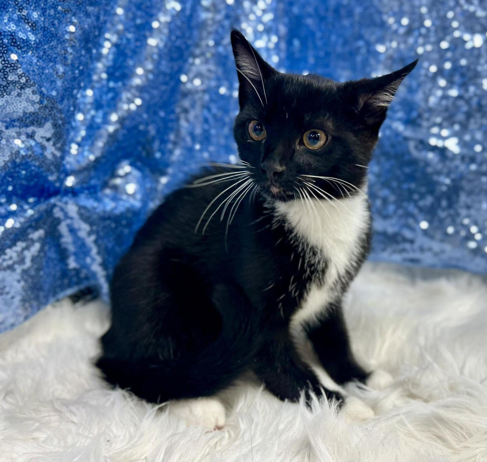 Enlarge Chevron, a Adoptable Domestic Short Hair in Clarkesville, GA image 1/1