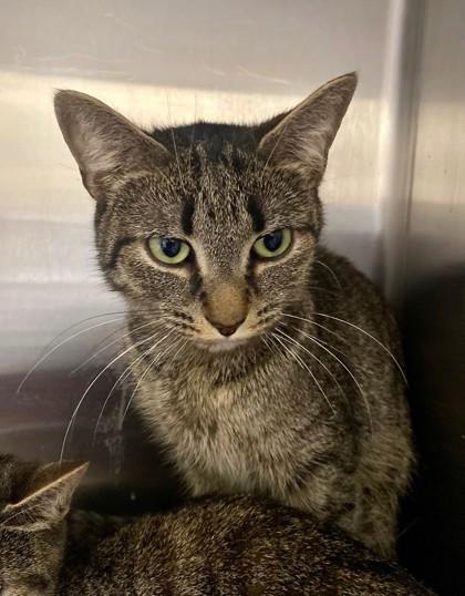 Akeela, Adoptable, Adult Female Domestic Short Hair & Domestic Short Hair.