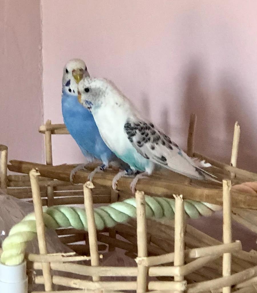 Pearl & Poppy, Adoptable, Adult Female Budgie / Budgerigar.