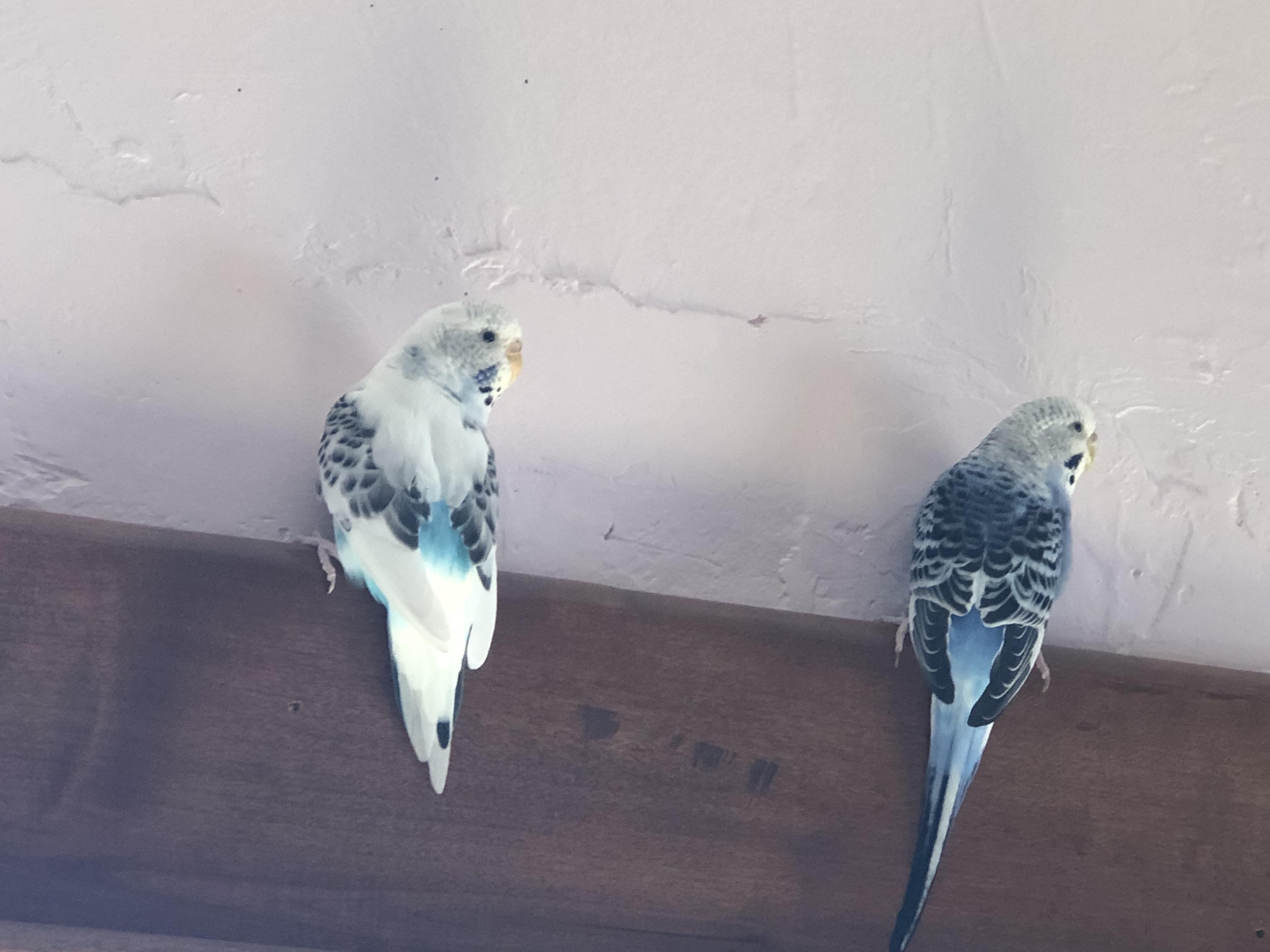Enlarge Pearl & Poppy, a Adoptable Budgie / Budgerigar in Salt Lake City, UT image 3/3