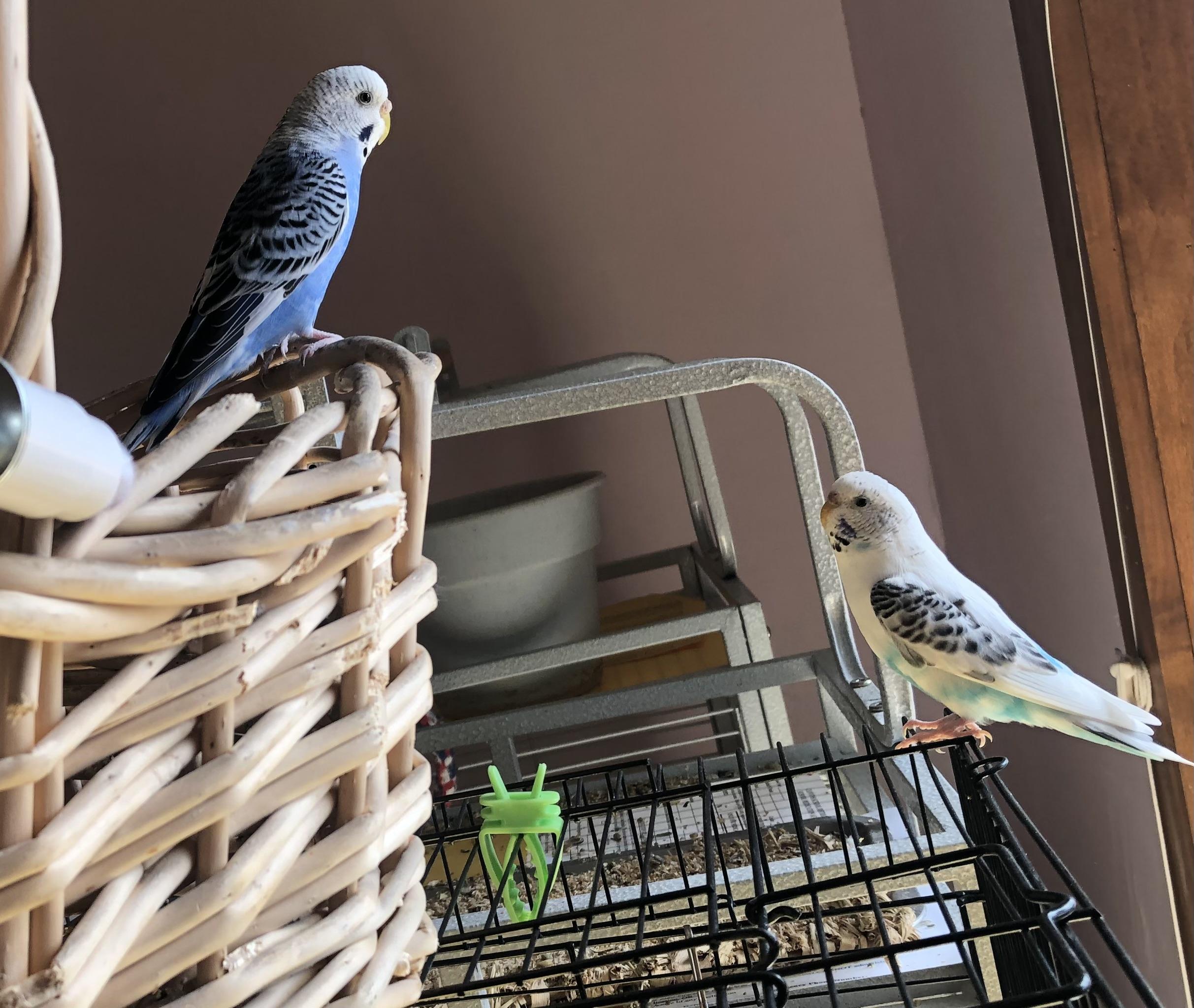 Enlarge Pearl & Poppy, a Adoptable Budgie / Budgerigar in Salt Lake City, UT image 2/3