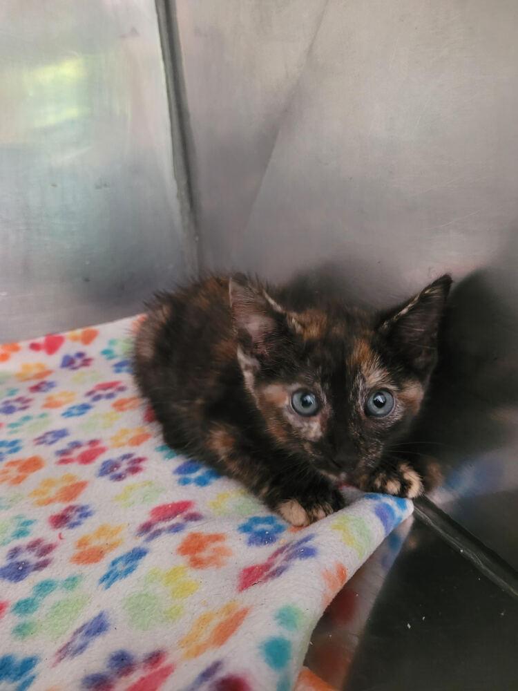 Nadia, Adoptable, Kitten Female Domestic Short Hair.