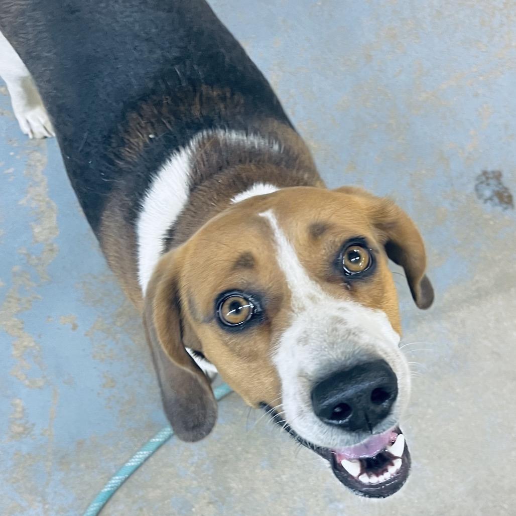 Enlarge Charlie, a Adoptable Beagle in Duncan, OK image 1/4