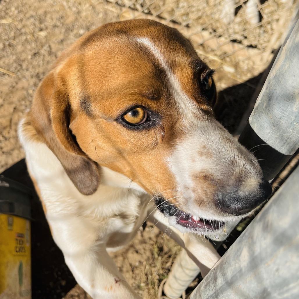 Enlarge Charlie, a Adoptable Beagle in Duncan, OK image 3/4