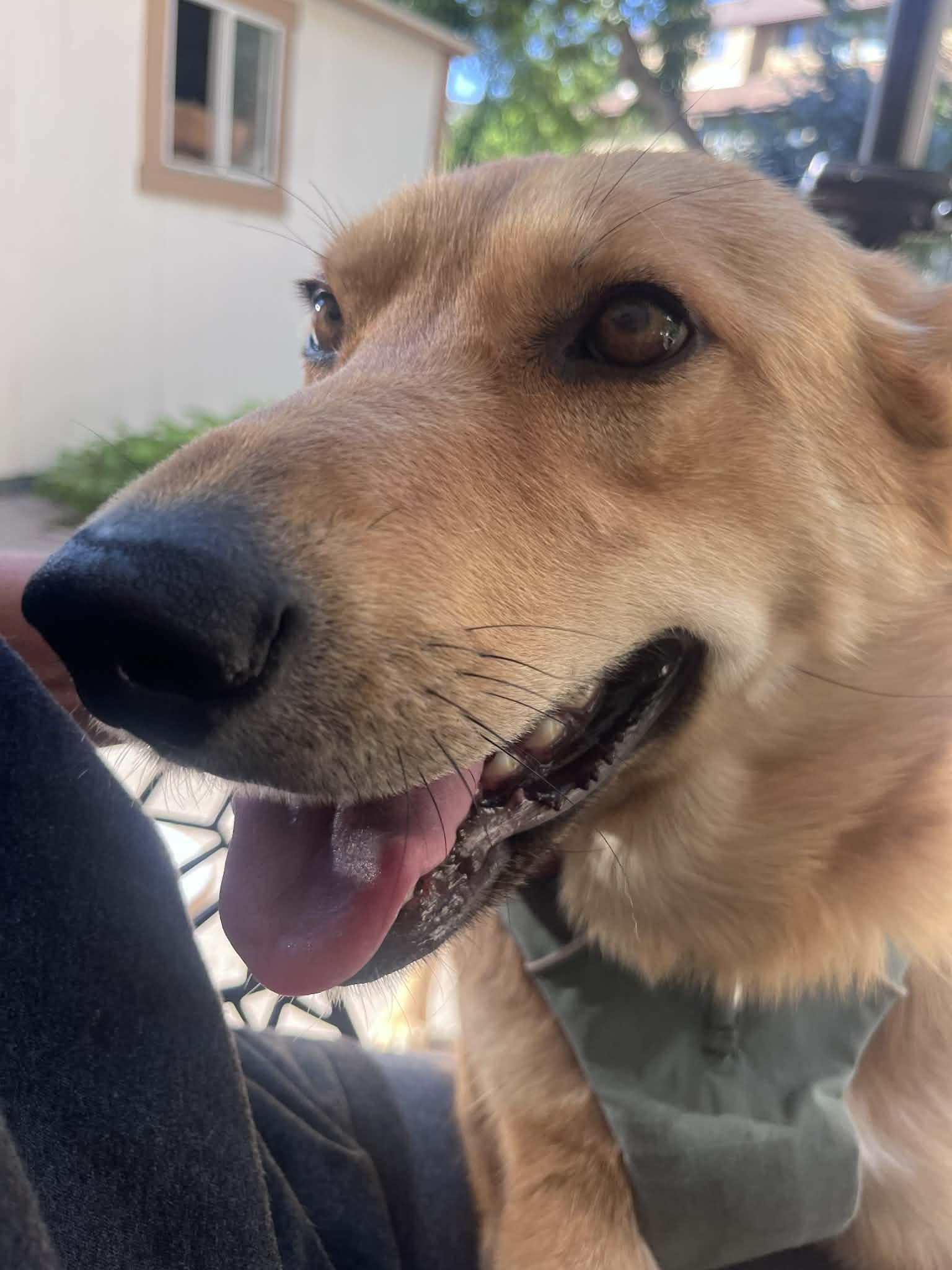 Cinnamon, Adoptable, Adult Female Great Pyrenees & German Shepherd Dog.