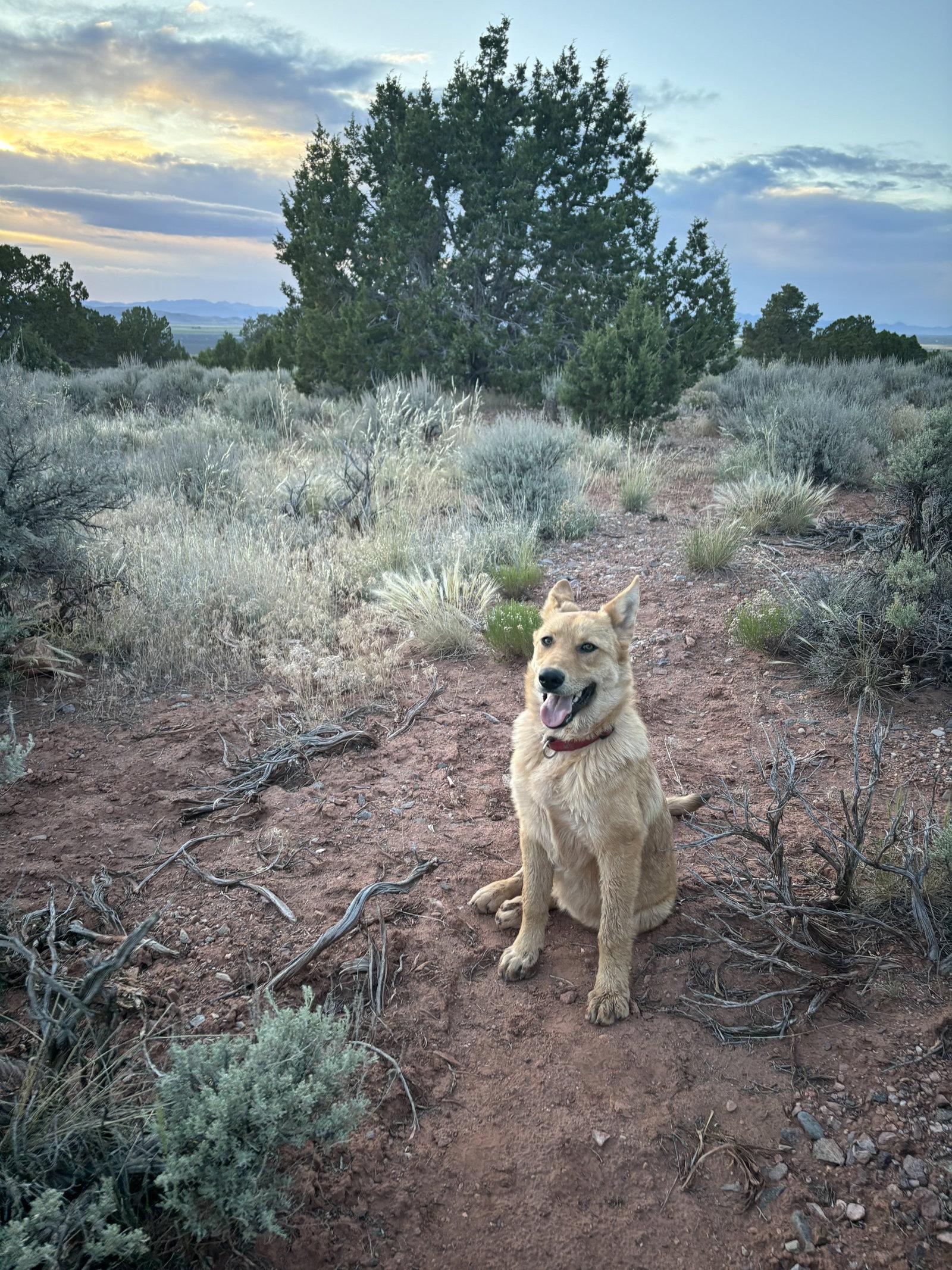 Cinnamon, a Adoptable mixed breed in Bountiful, UT image 2/3