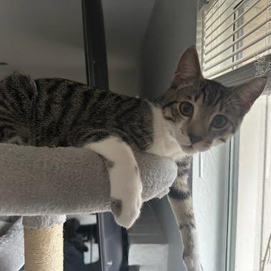 Dumpling, a Adoptable mixed breed in Sacramento, CA image 6/6